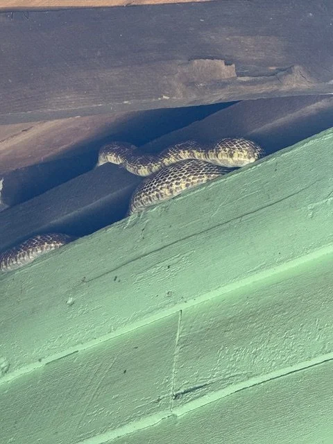 A Visitor in the Center