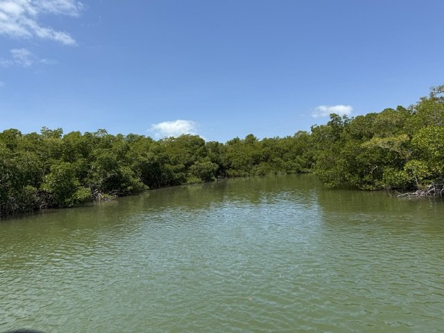 #7 One of the Calusa shell mounds, overgrown with Mangroves.