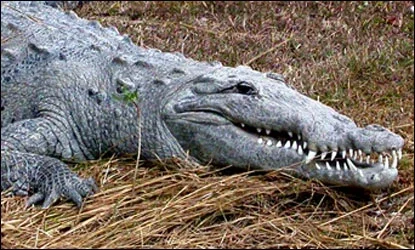#6 Crocodile not gator. (Photo courtesy of the National Park Service)
