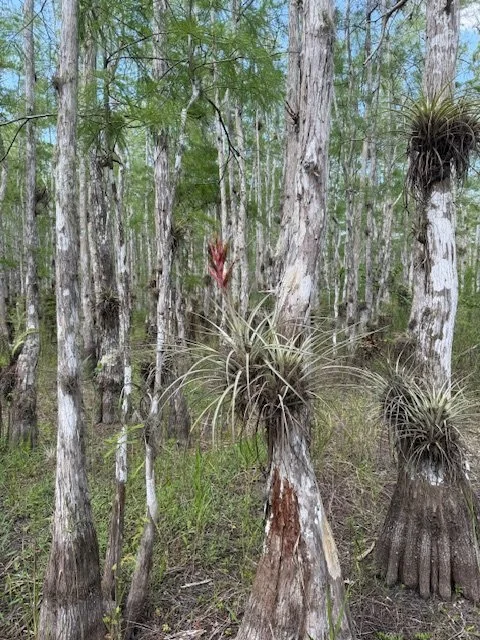 #4: A Very Dry Example of an actual swamp.