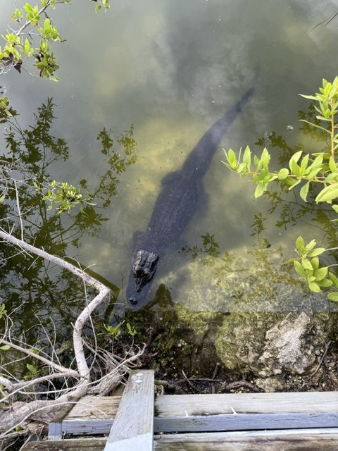#6 Alligator Not Crocodile. 