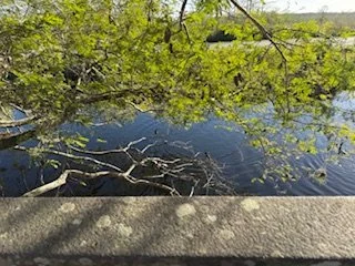 Some eels, maybe, beneath the birds. (I don't have any eel pictures.)