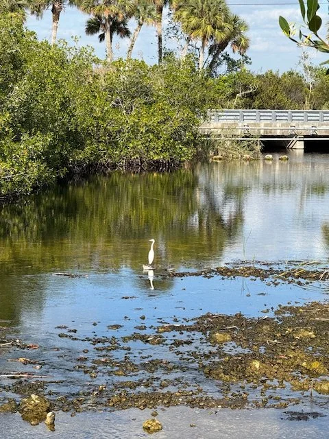 A very shallow and slow river.
