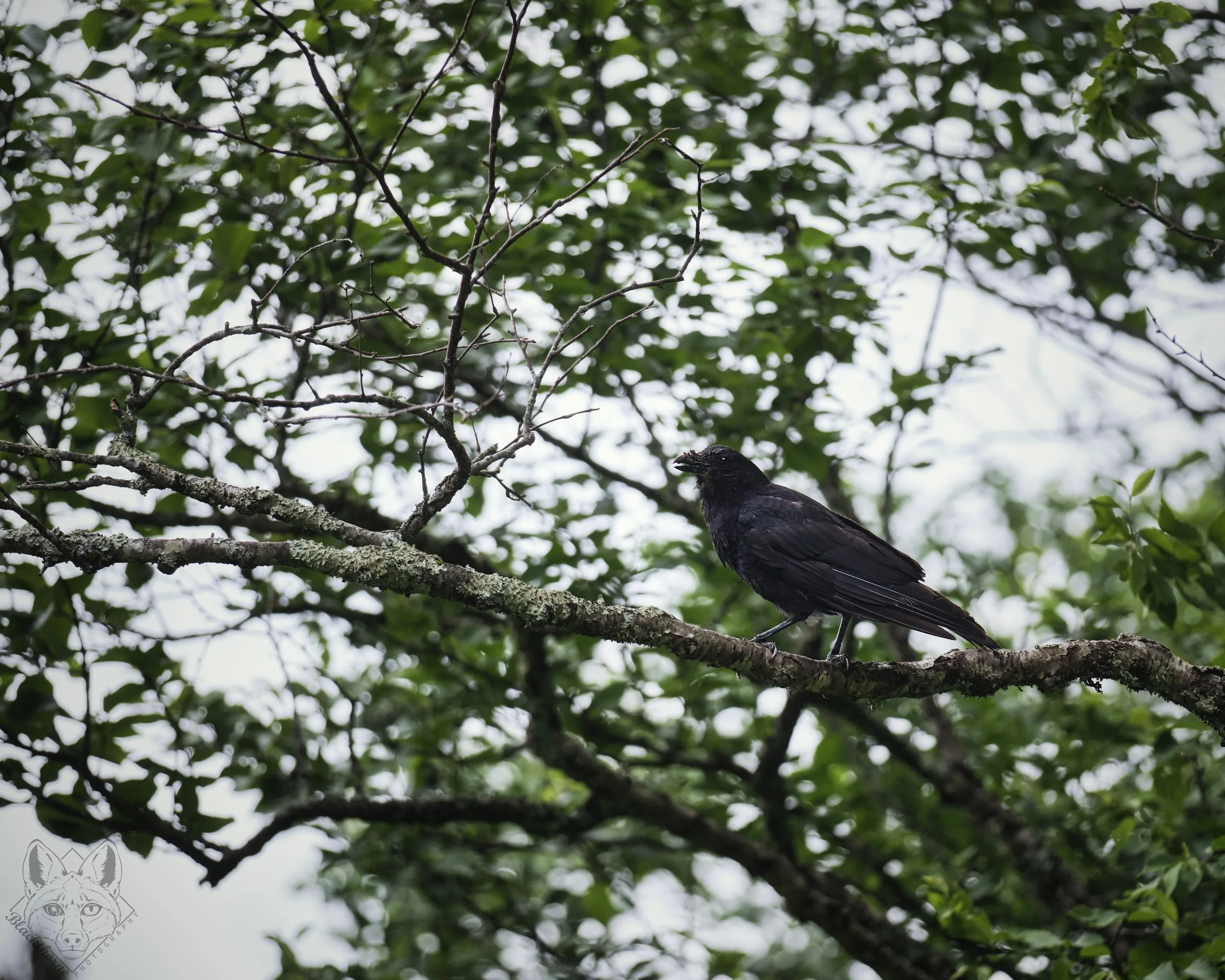 The Watcher