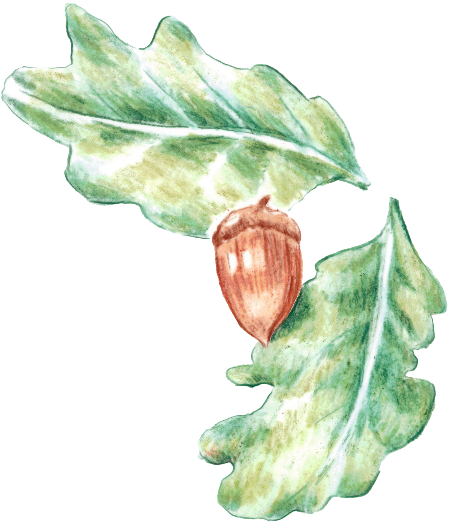 Watercolor painting of green and yellow leafy plant with a brown seed or nut at the base