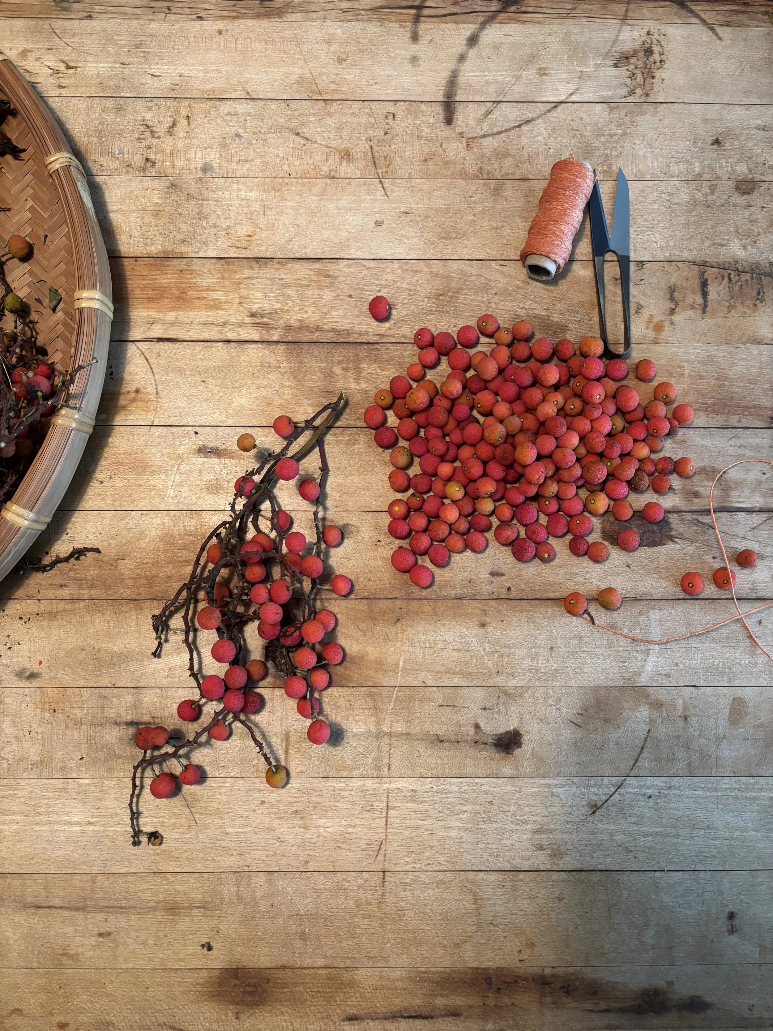 A wooden table with a bundle of small red berries, a branch with more berries, a roll of string, a pair of scissors, and part of a woven basket with more fruits inside.