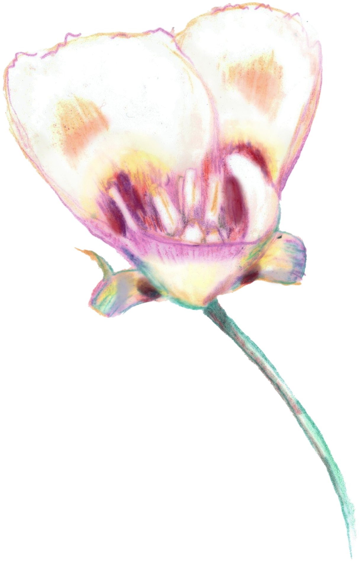 A watercolor-style illustration of a pink and white flower with large petals and a long stem.