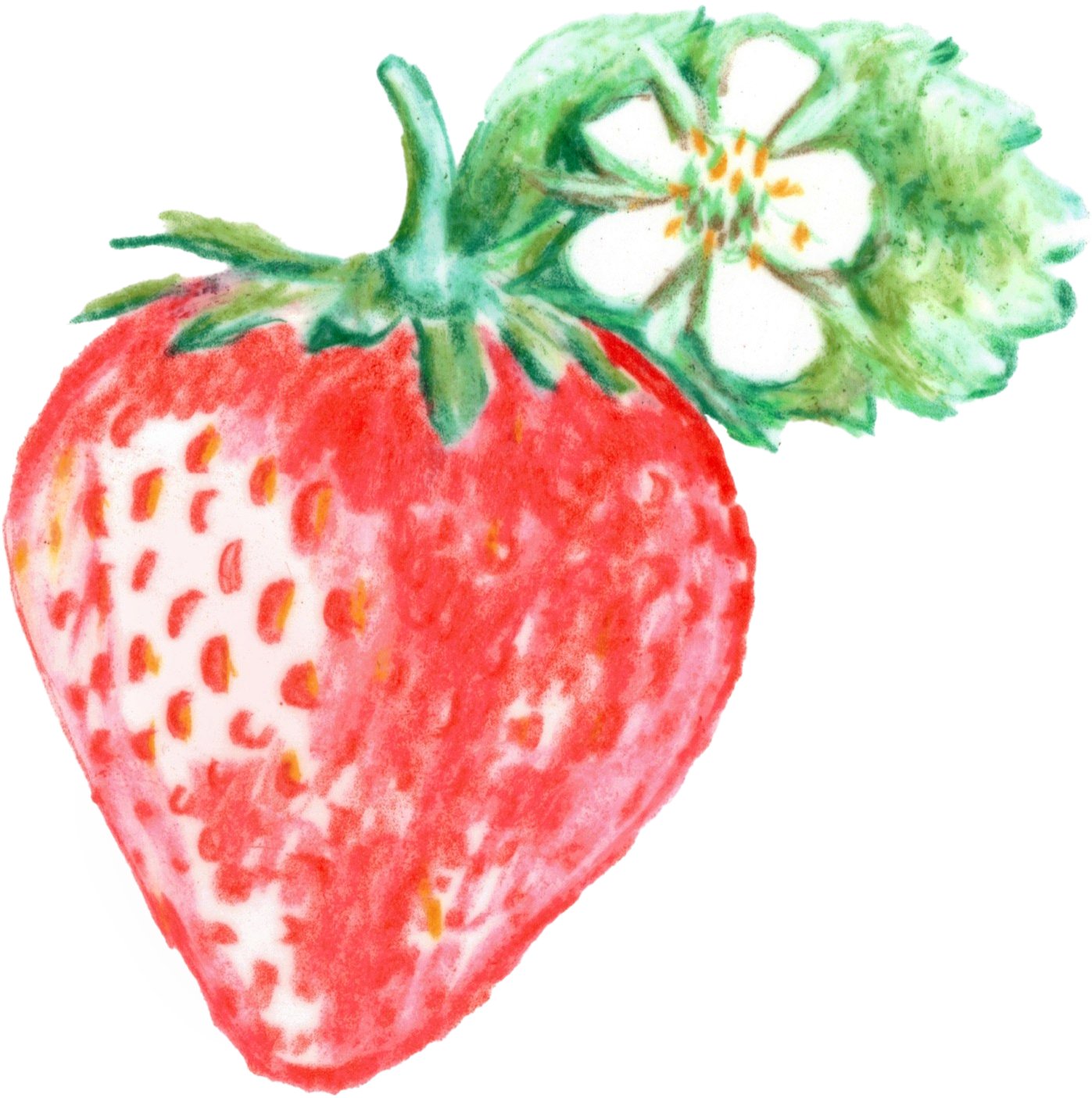 Illustration of a large, ripe strawberry with green leaves at the top, featuring white and red highlights to suggest texture and seeds.