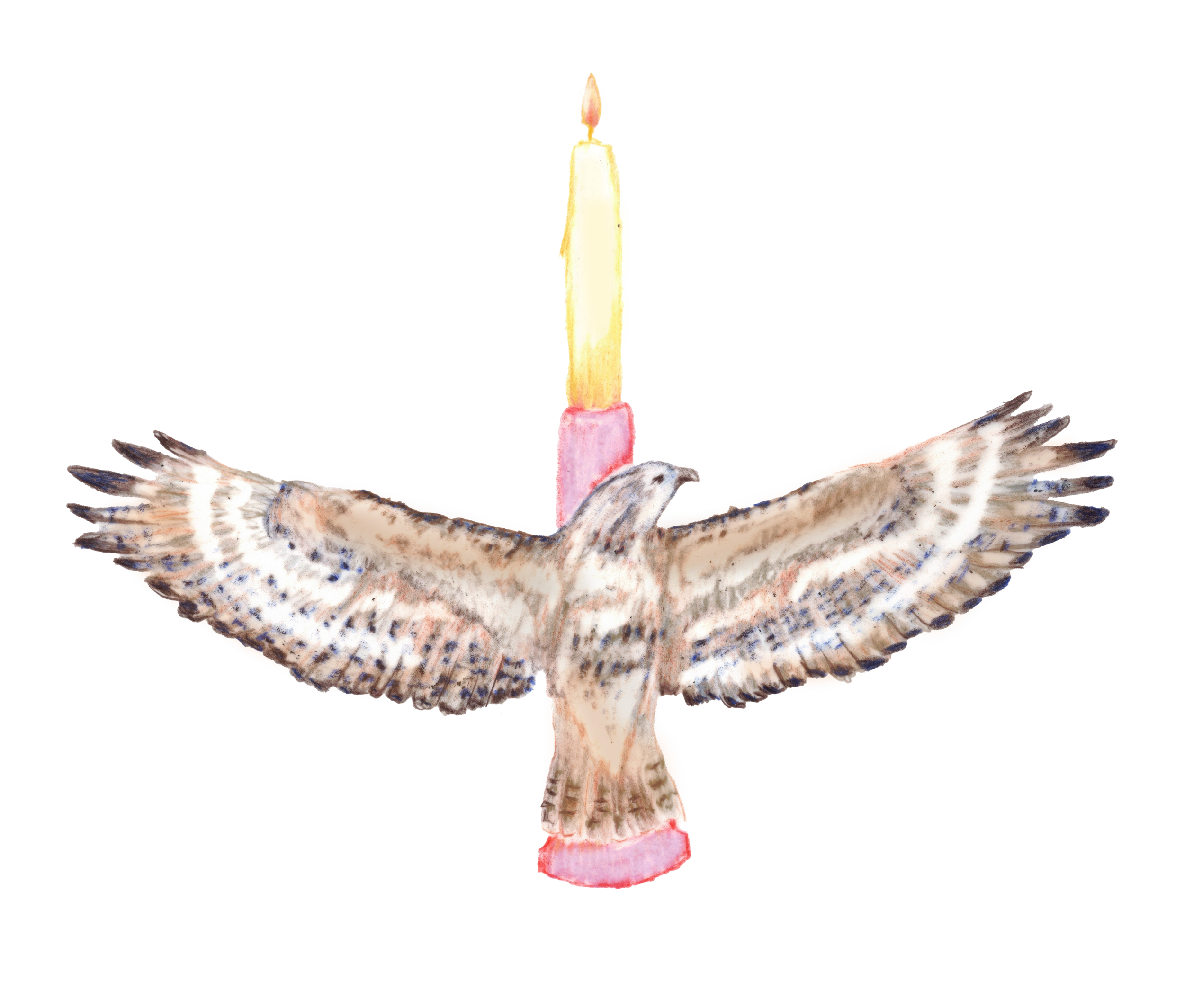 A bird with brown, white, and black feathers holding a lit candle on its back.
