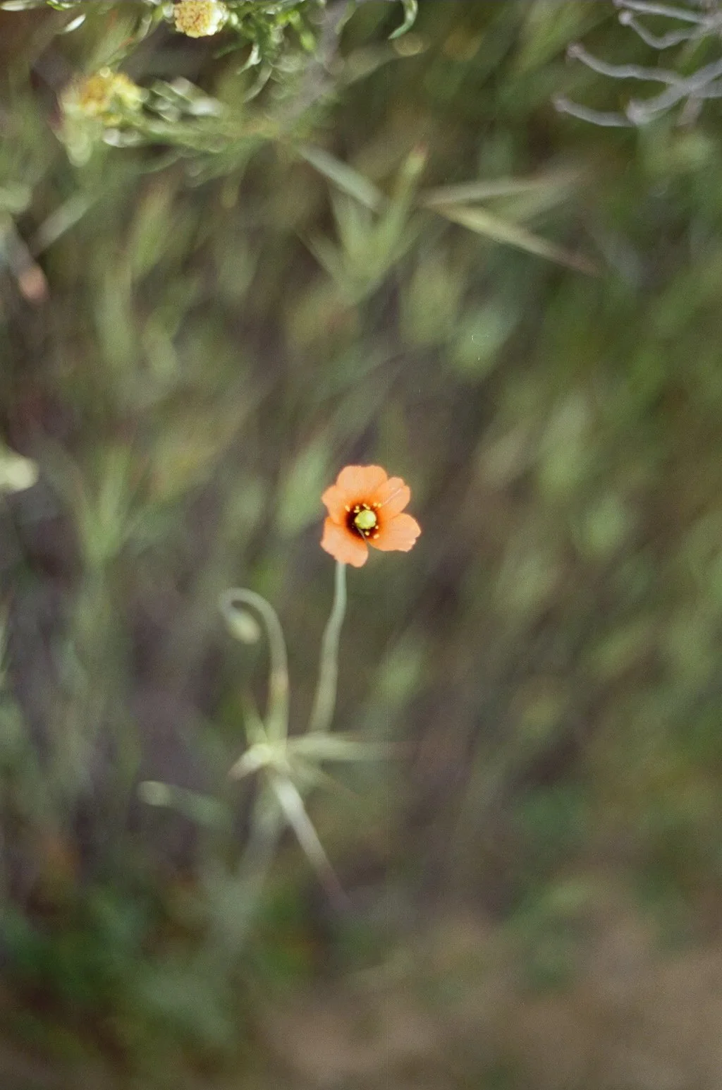 A small orange flower with five petals and a yellow center, surrounded by blurred green foliage.