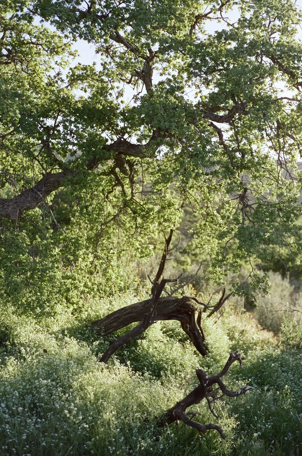 A tree with green leaves and a twisted trunk stands in a sunny grassy field.