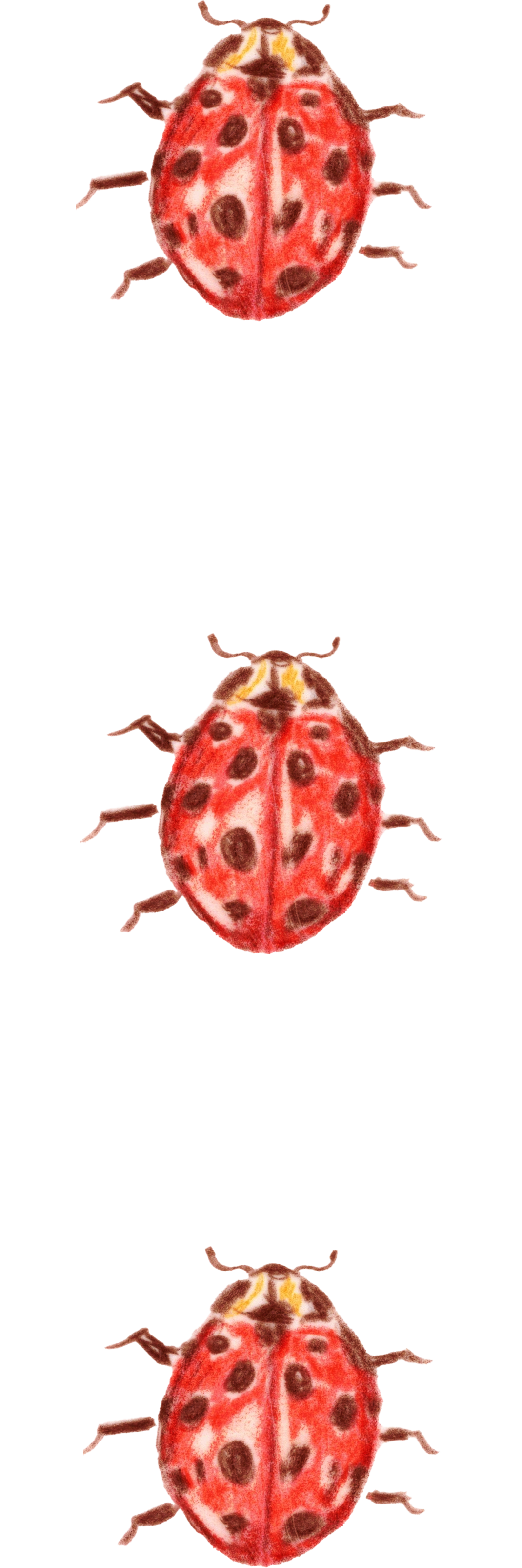 Close-up illustration of a red ladybug with black spots on its back, antennae, and six legs.