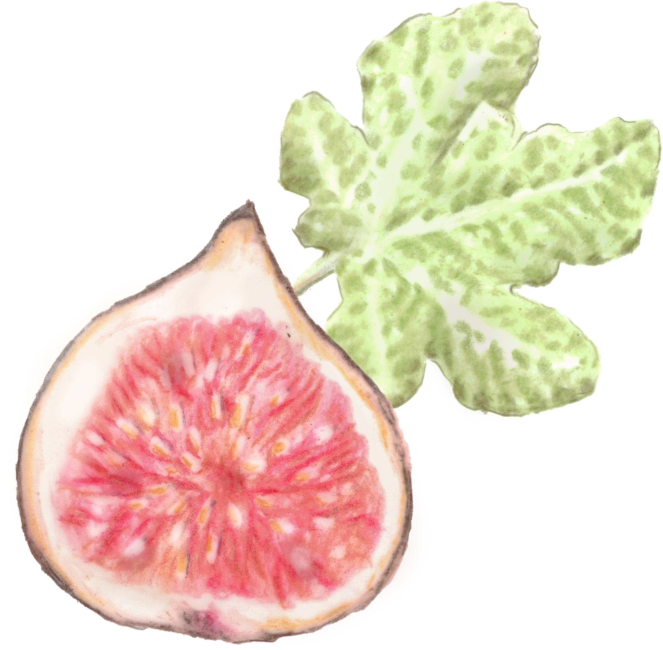 A cross-section of a fig fruit showing its red interior and tiny seeds surrounded by green leafy lettuce.