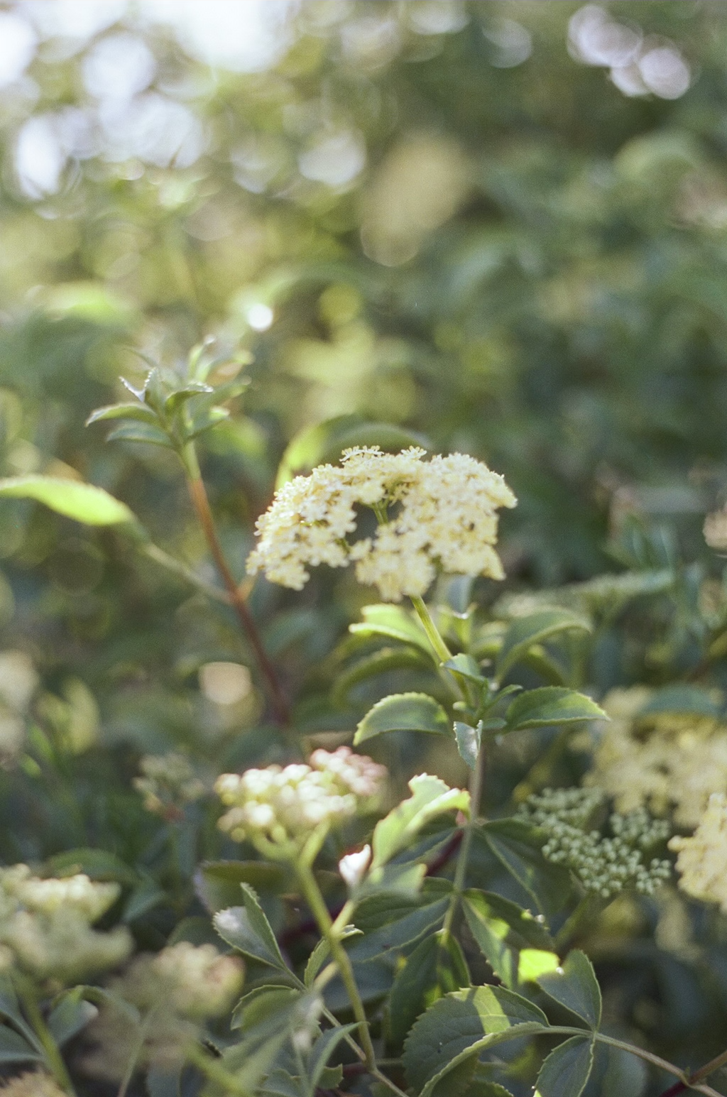 Close-up of white flowering plant with green leaves and blurred background of greenery.