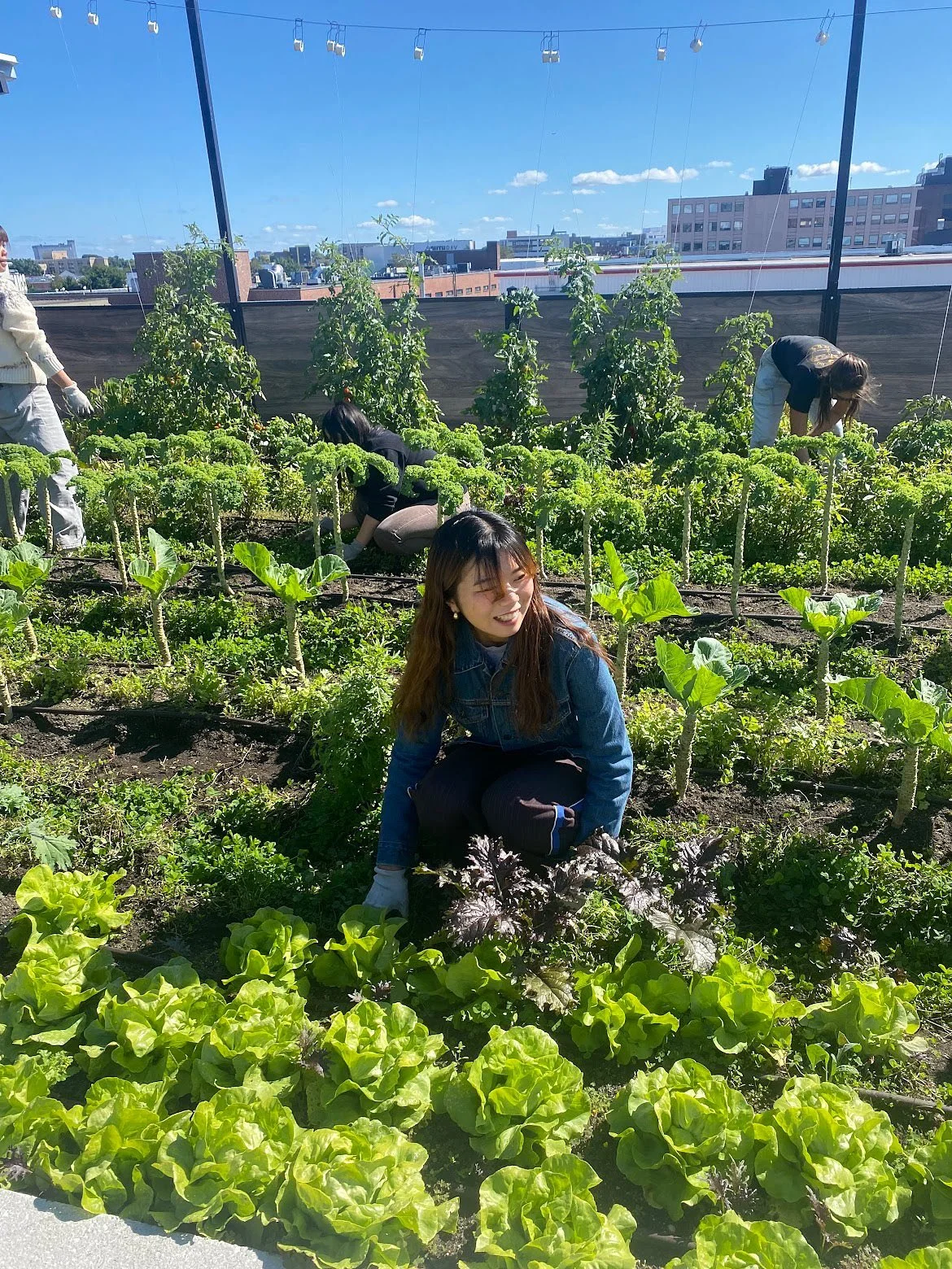 Students in our American College Readiness course recently visited one of the Boston Medical Center’s rooftop gardens for a volunteer experience. Students learned about BMC’s mission to provide fresh produce to hospital patients and local
