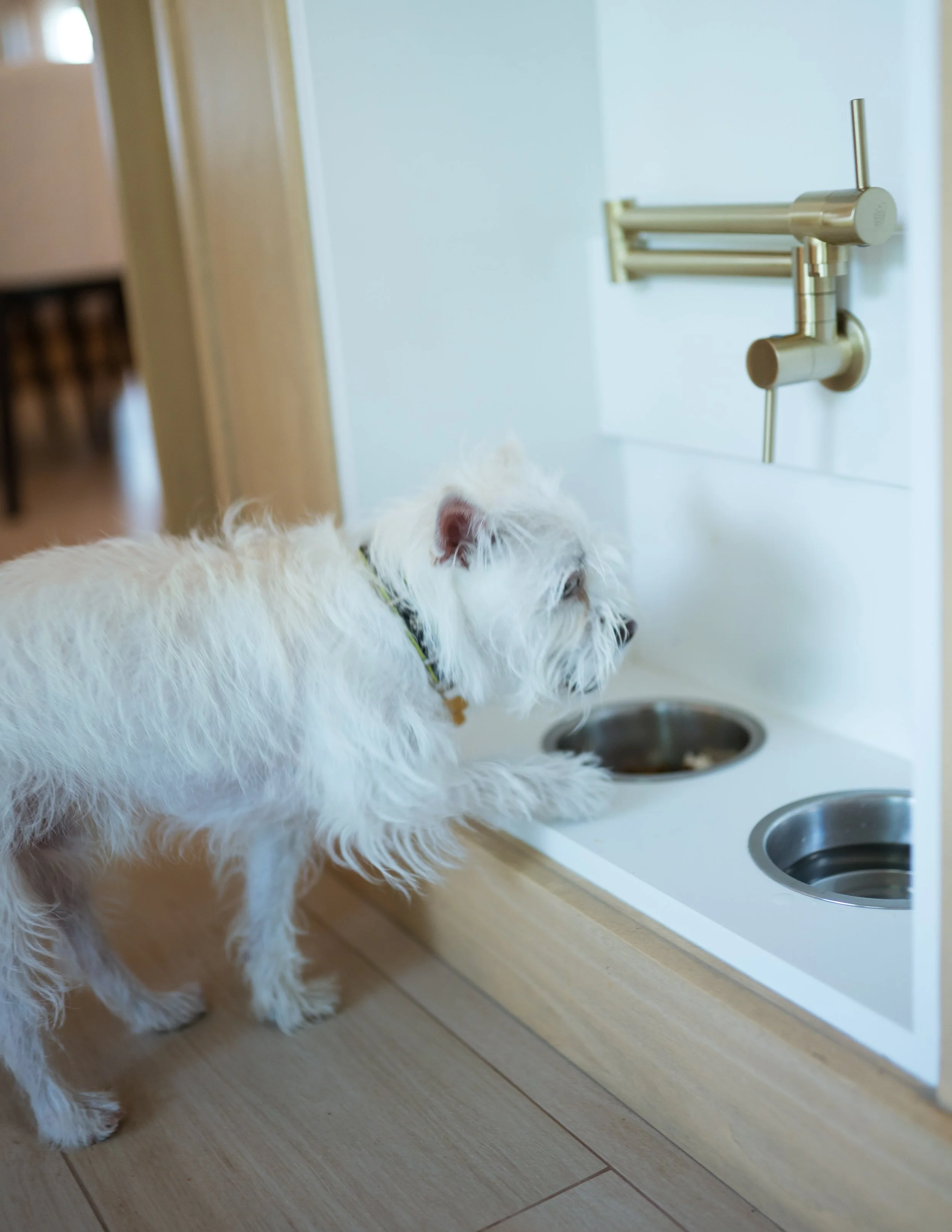 A white dog with curly fur standing on hardwood floor next to a white wall and a white sink with two metal bowls underneath.