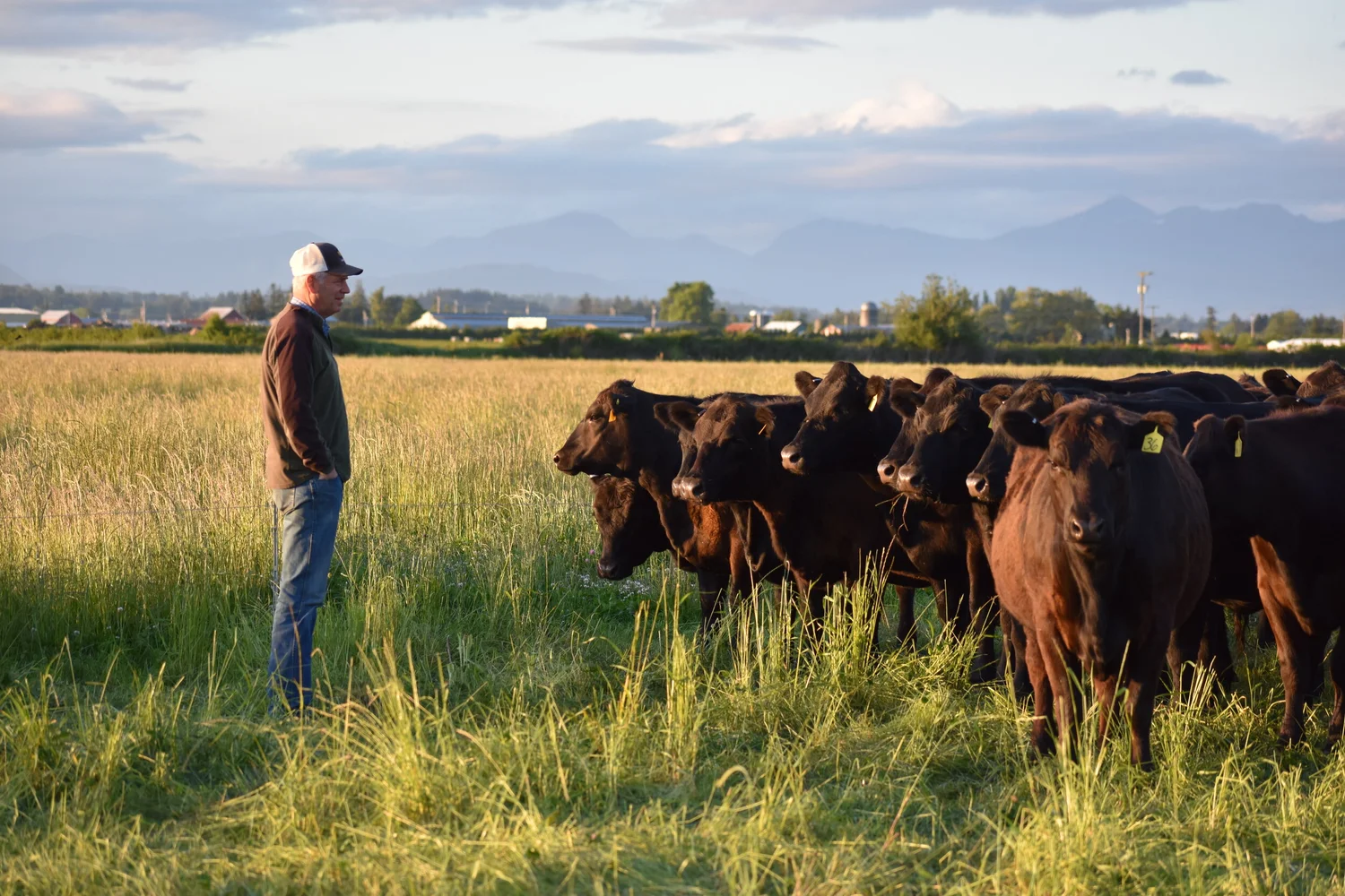 Meadow Fed Farms County GrassFed Sustainably Raised