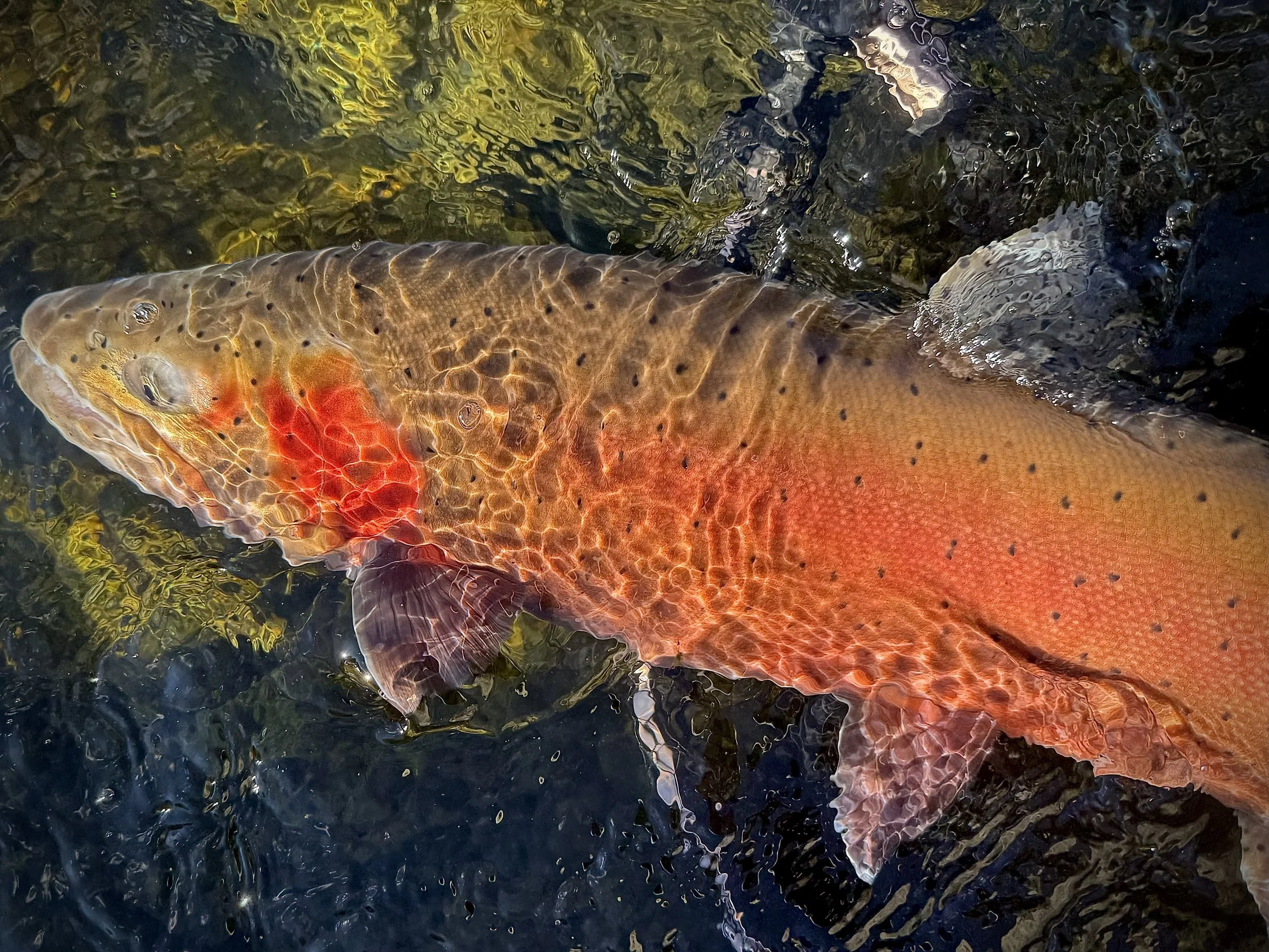 Take Advantage of it…