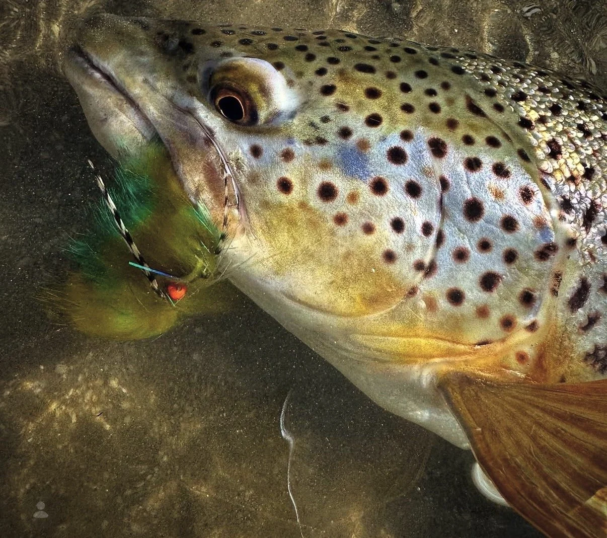 Game On! Tailwater Time