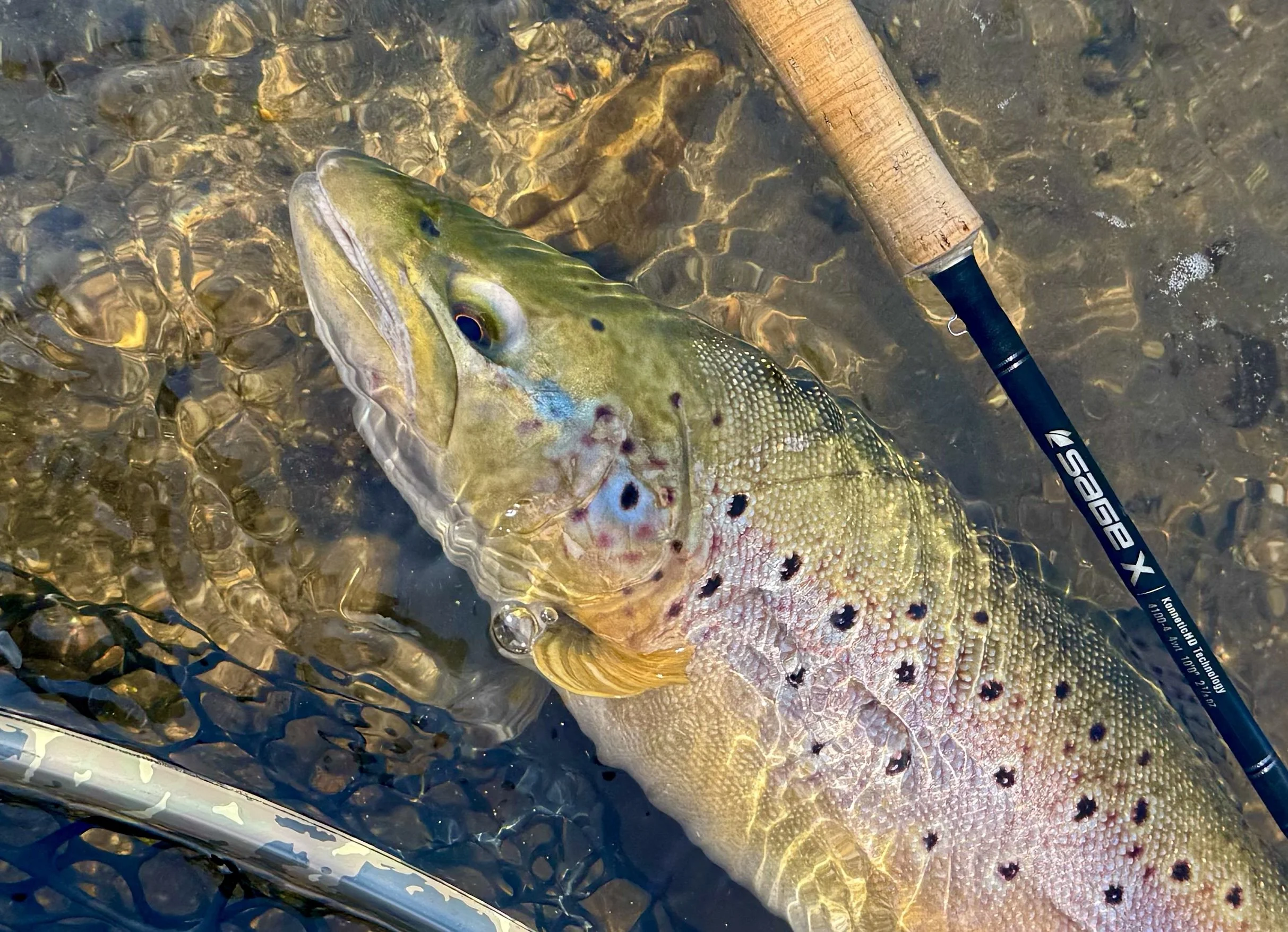 Fishmas Updates