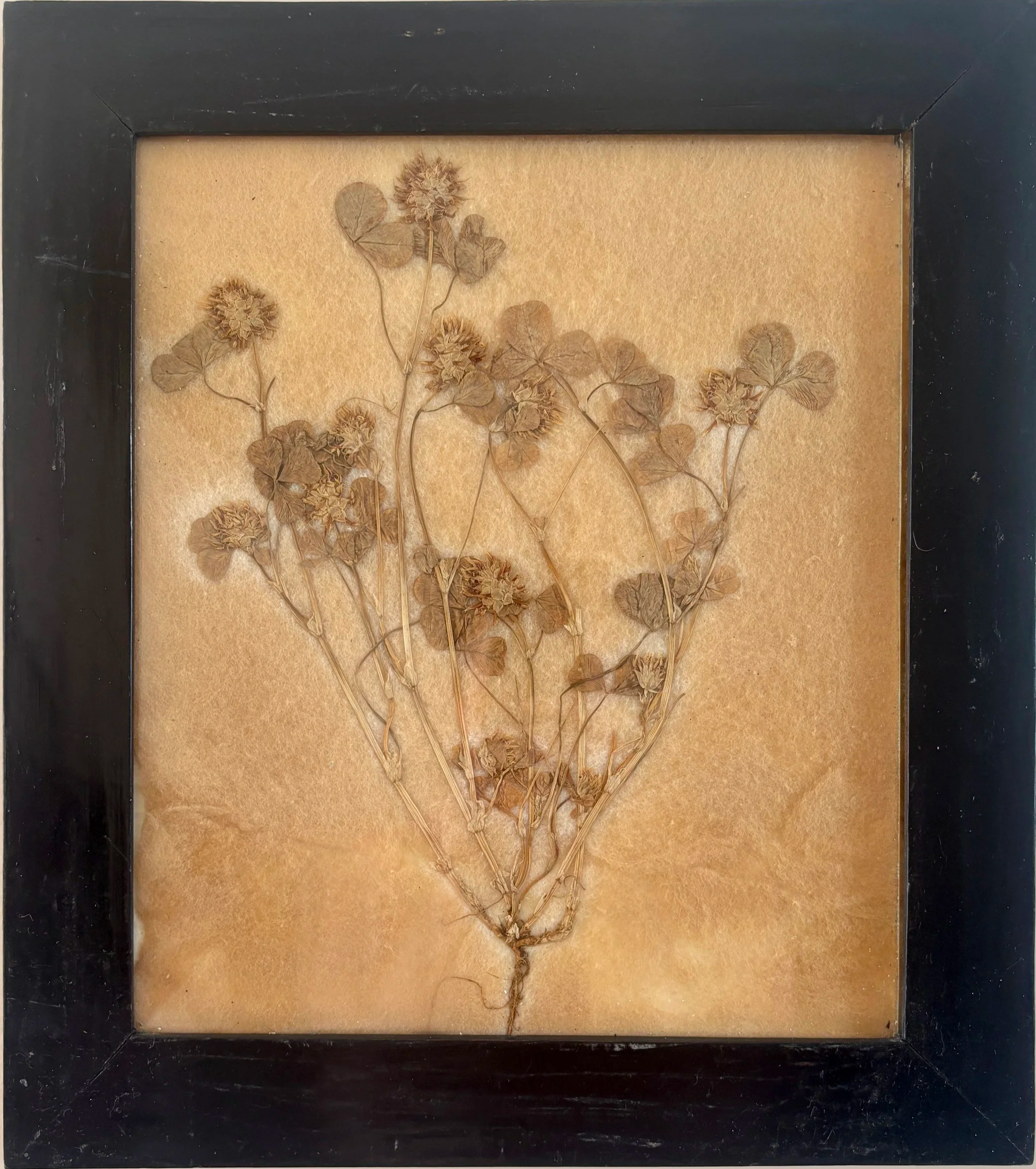 Pressed Italian botanicals on fabric backing and black gloss painted frame.