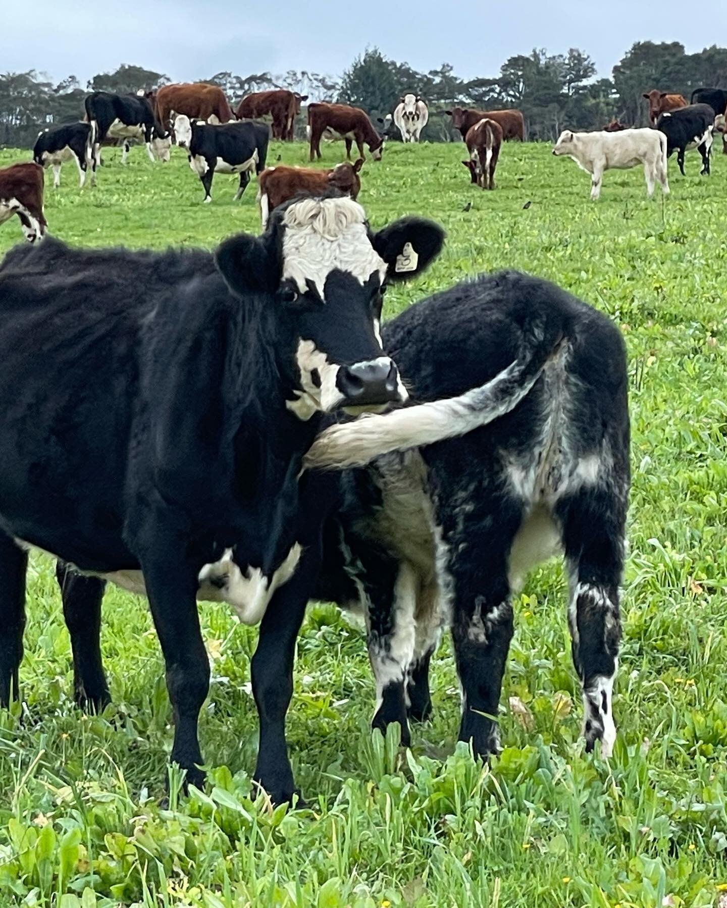 Our 8 month old calves enjoying an afternoon drink 😍