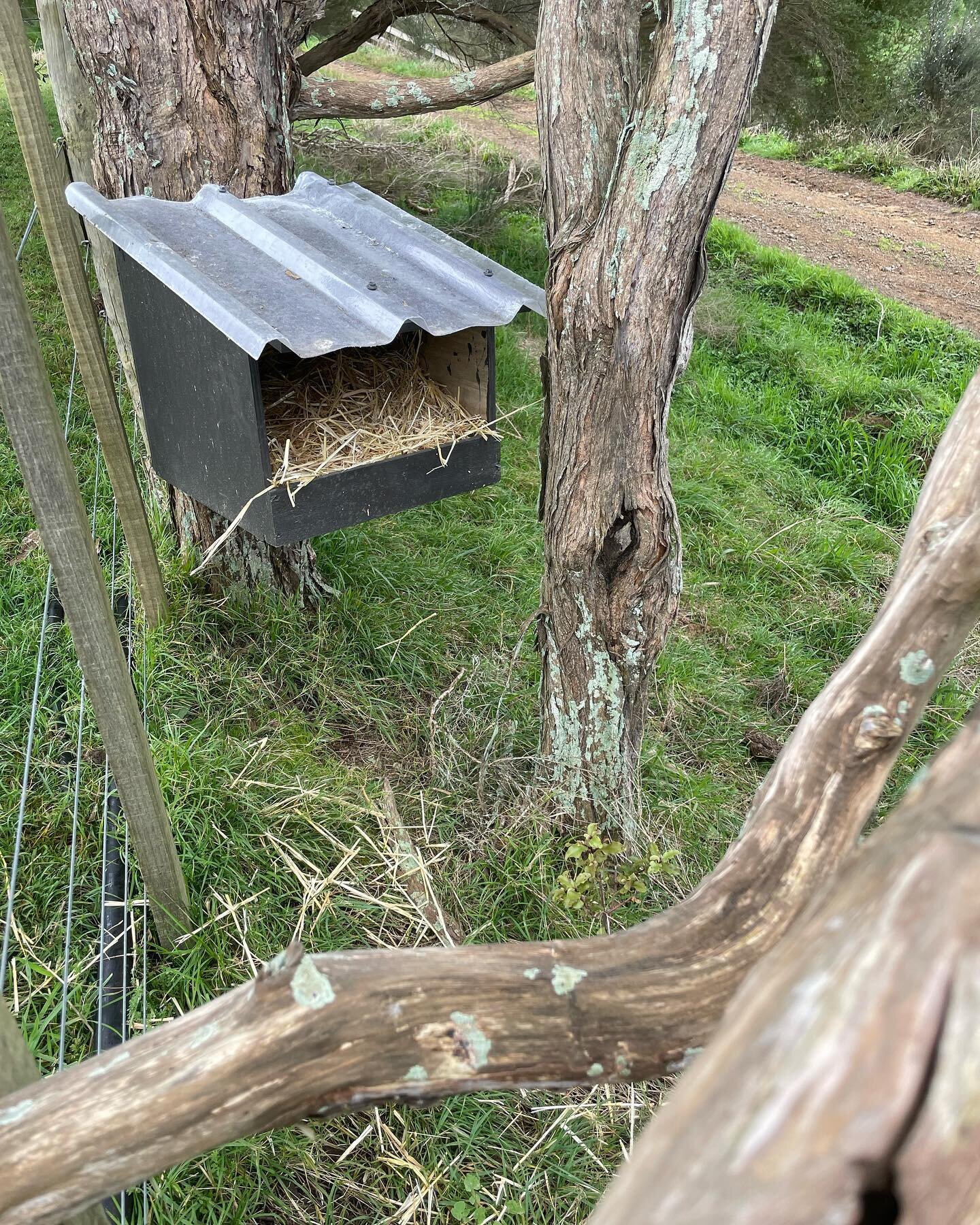 Nesting boxes are all in place for the Guinea fowl. Hopefully they will get filled up with eggs!