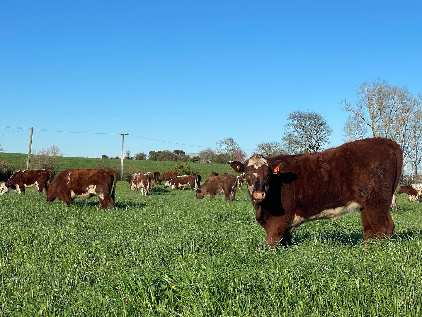 A stunning spring like day. Our herd are loving the fresh grass in their bellies and warmth on their backs