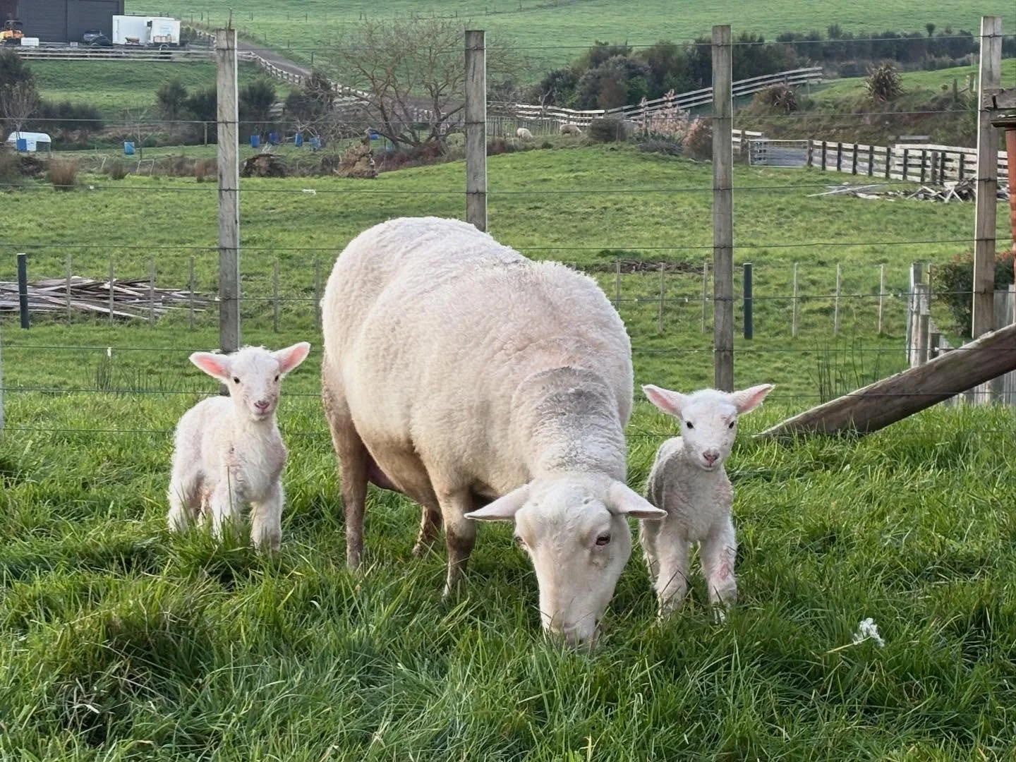 My favourite Lulu had her twins today.  So cute. Love this time of the year. 😍
#organicfarming #organicsheep