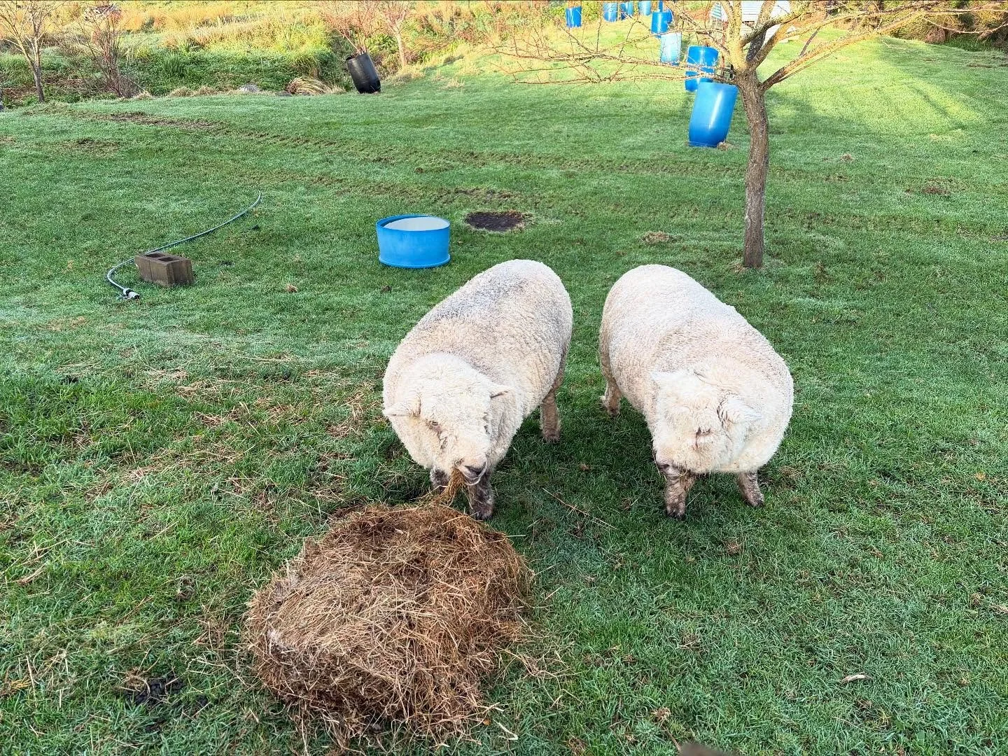 Buzz and Jerry are loving their special treat.  Fat little fellas! Cute as.  #babydollsheep