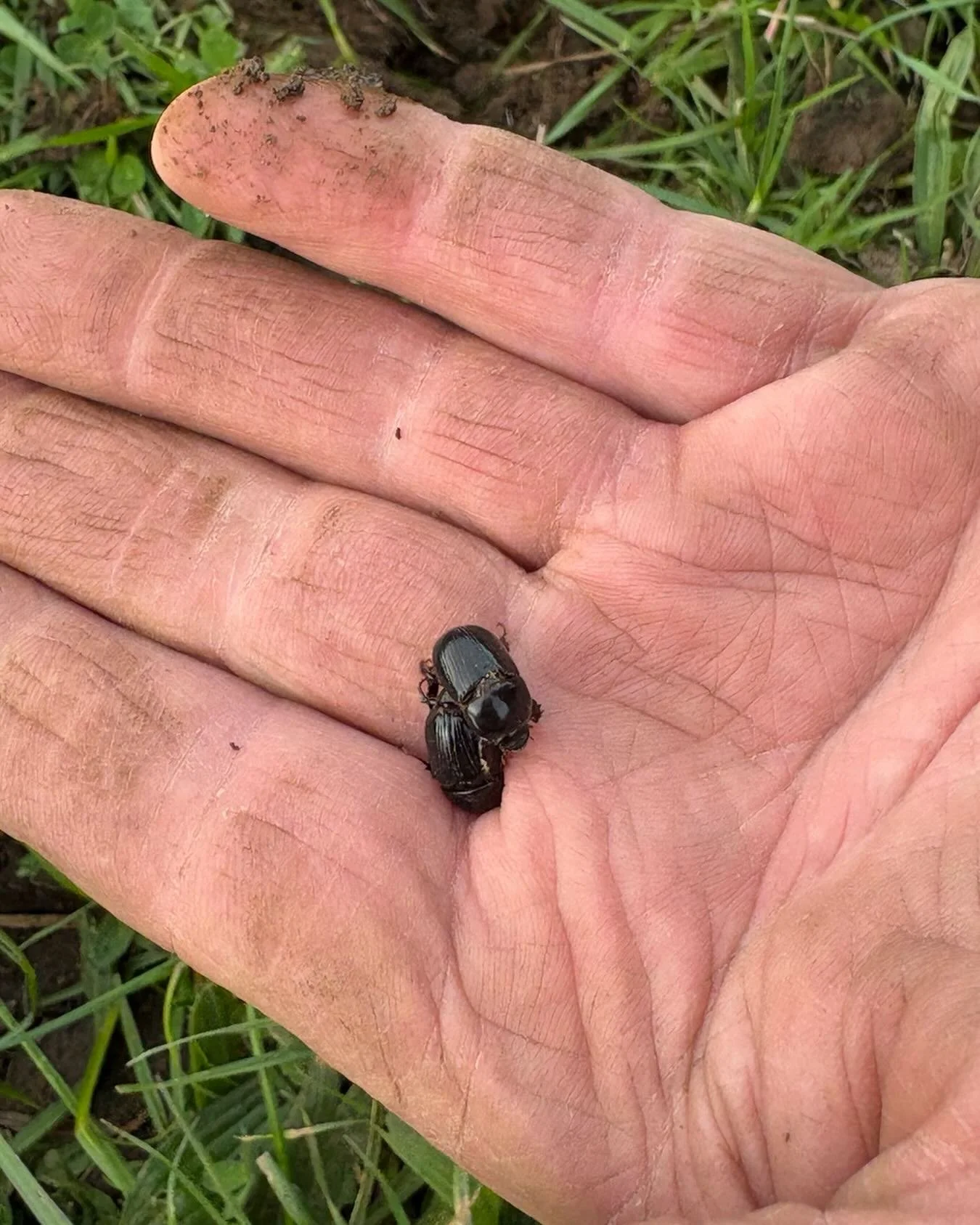 News flash!!
Two dung beetles have shown themselves. Hopefully that means there are many more underneath. 
#dungbeetle #organicfarming