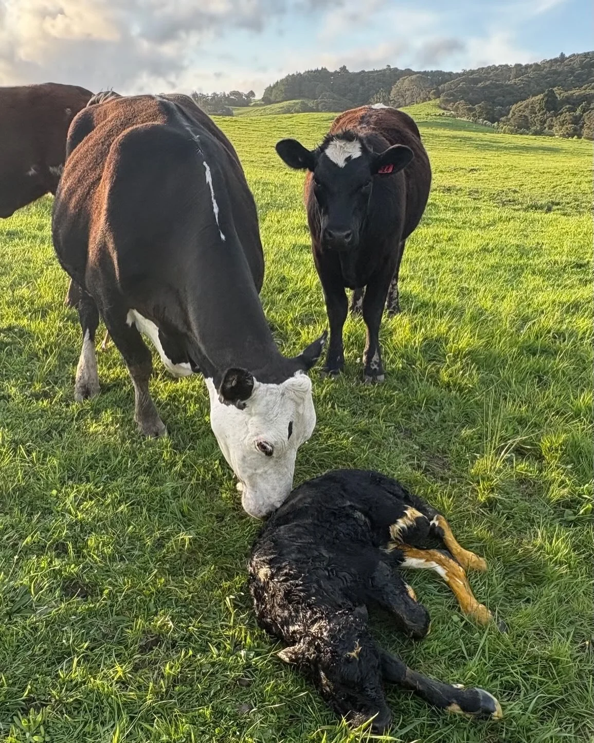 Our latest calf. A big boy that needed our helping hand making it into the world. His older sister is standing next to their mum 🥰so cool to see the family dynamics in our herd.