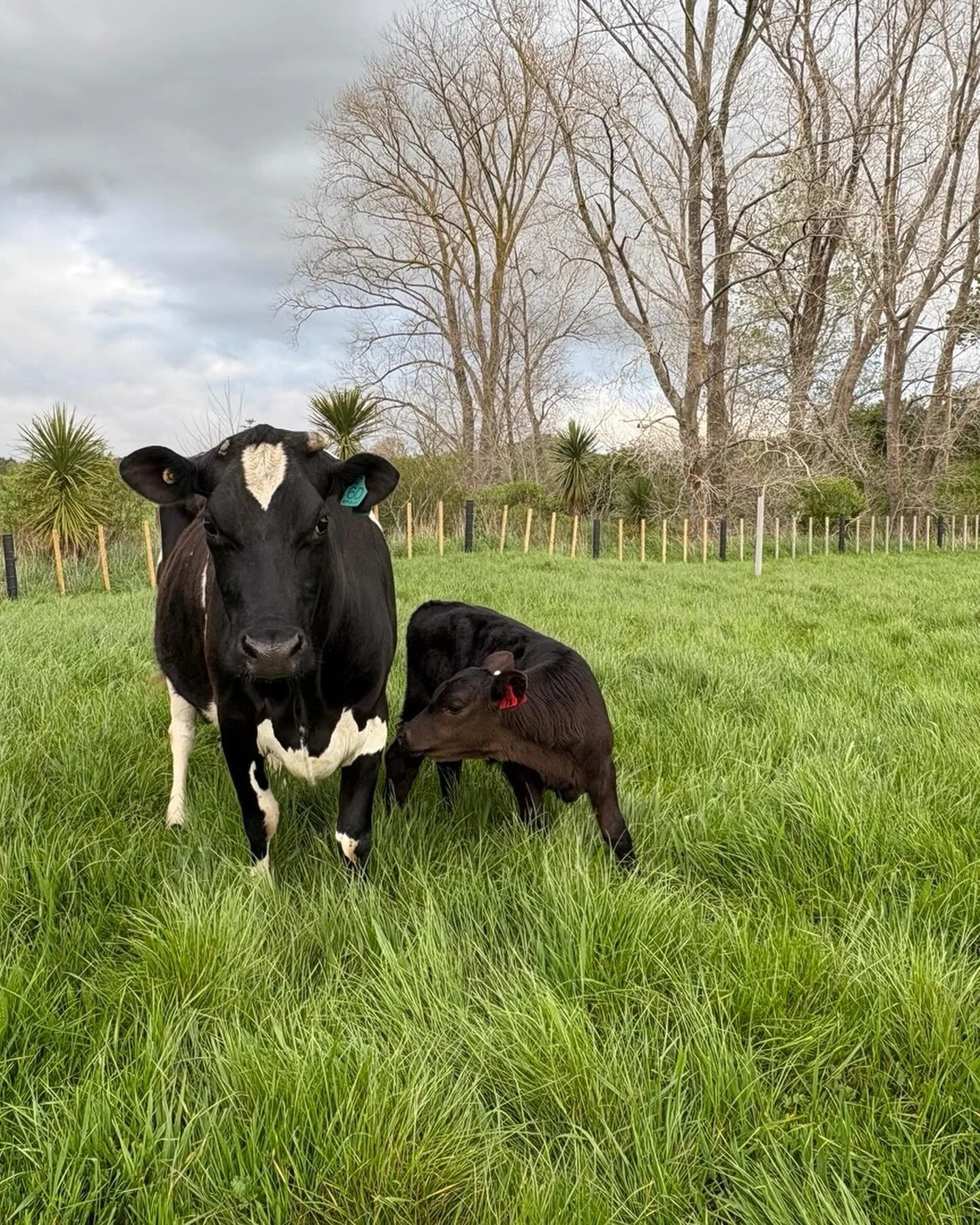 Introducing Little Girl and her adopted calf Arabella. 😍
Very rarely nature doesn&rsquo;t play fair and we loose a calf. Luckily we have an organic certified dairy farmer 10 minutes down the road who calves at the same time as us, and so we can pick