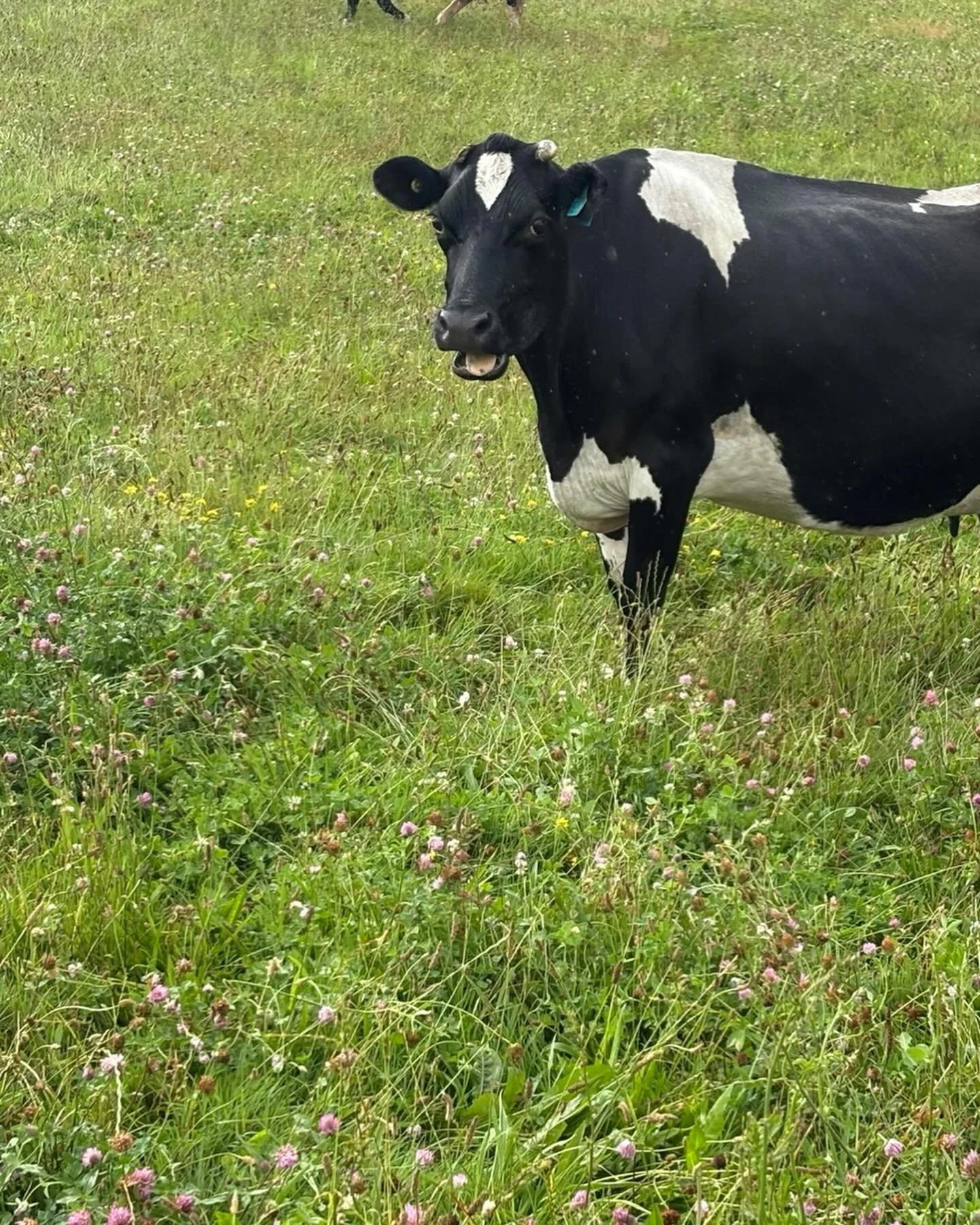 What an incredible summer for growing pasture. Our paddocks look like it&rsquo;s spring - lush and full of a variety of species.  Happy cows, happy calves, happy and relaxed people. 
#organicbeef 
#biogro
#livingthegoodlife 
#organicfarming