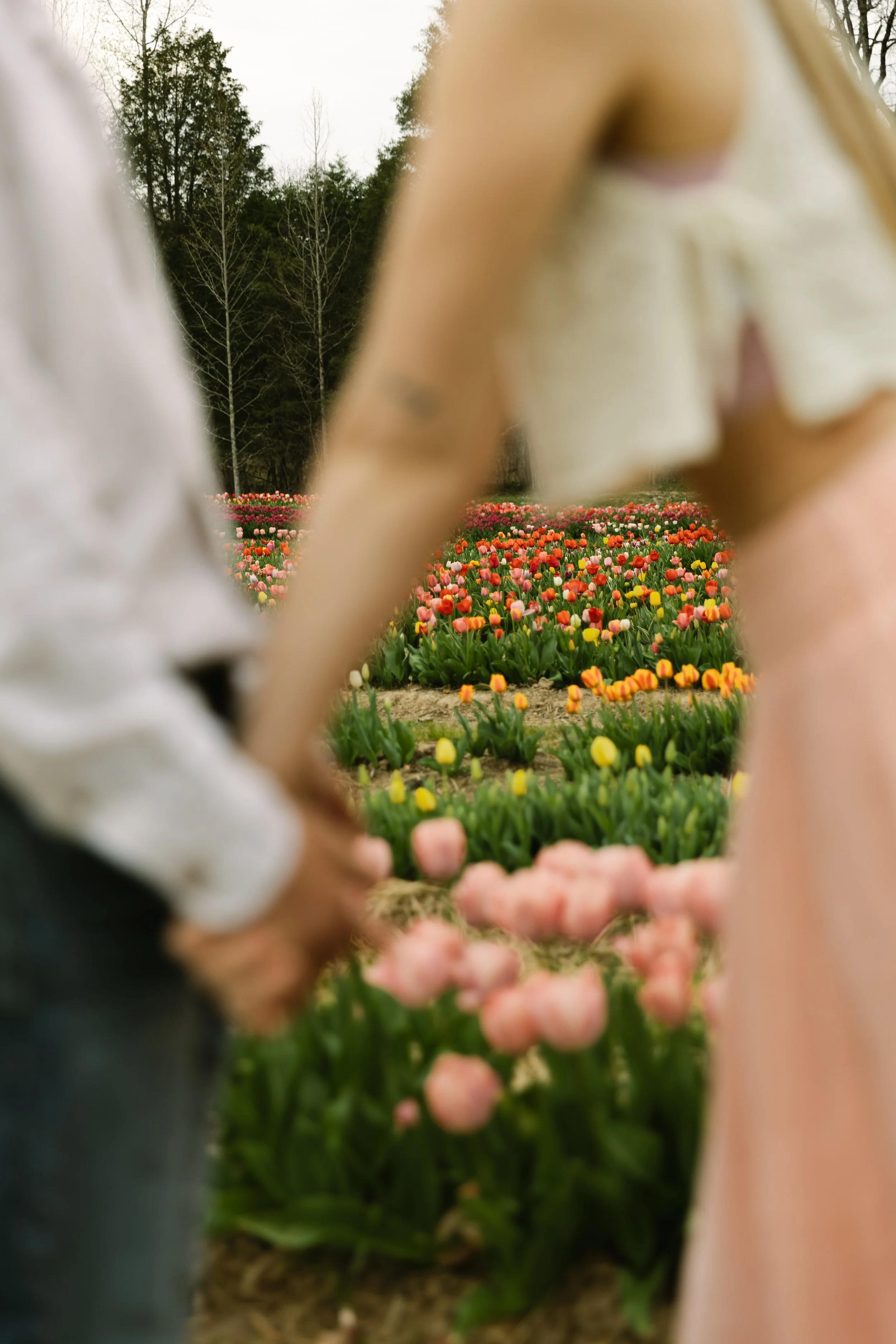 Couple holding hands in tulip farm