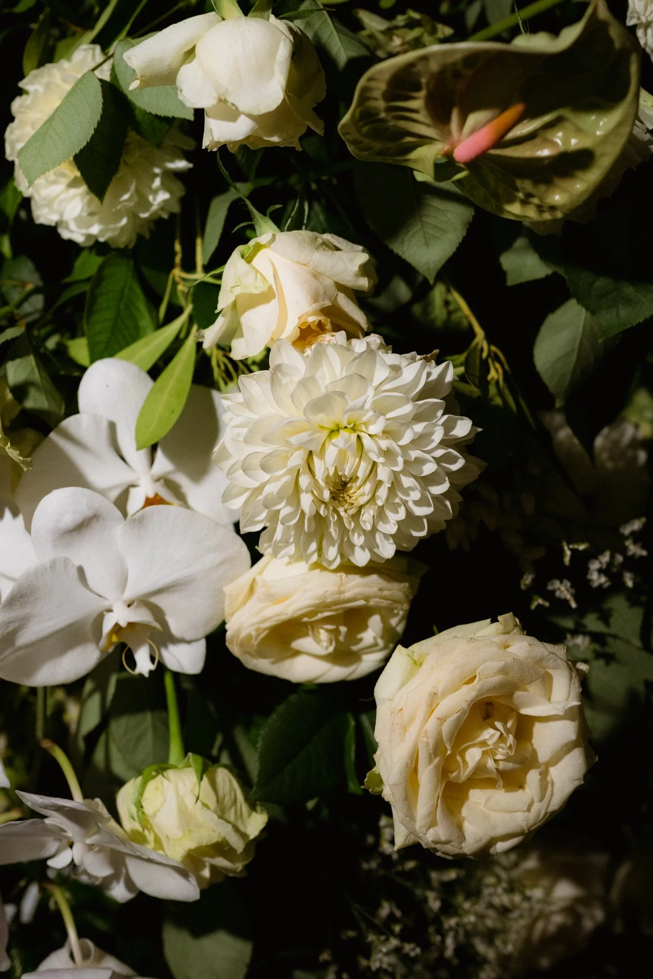 0104_Colcheedas_Photography_September 25, 2025__A7R9366.jpg