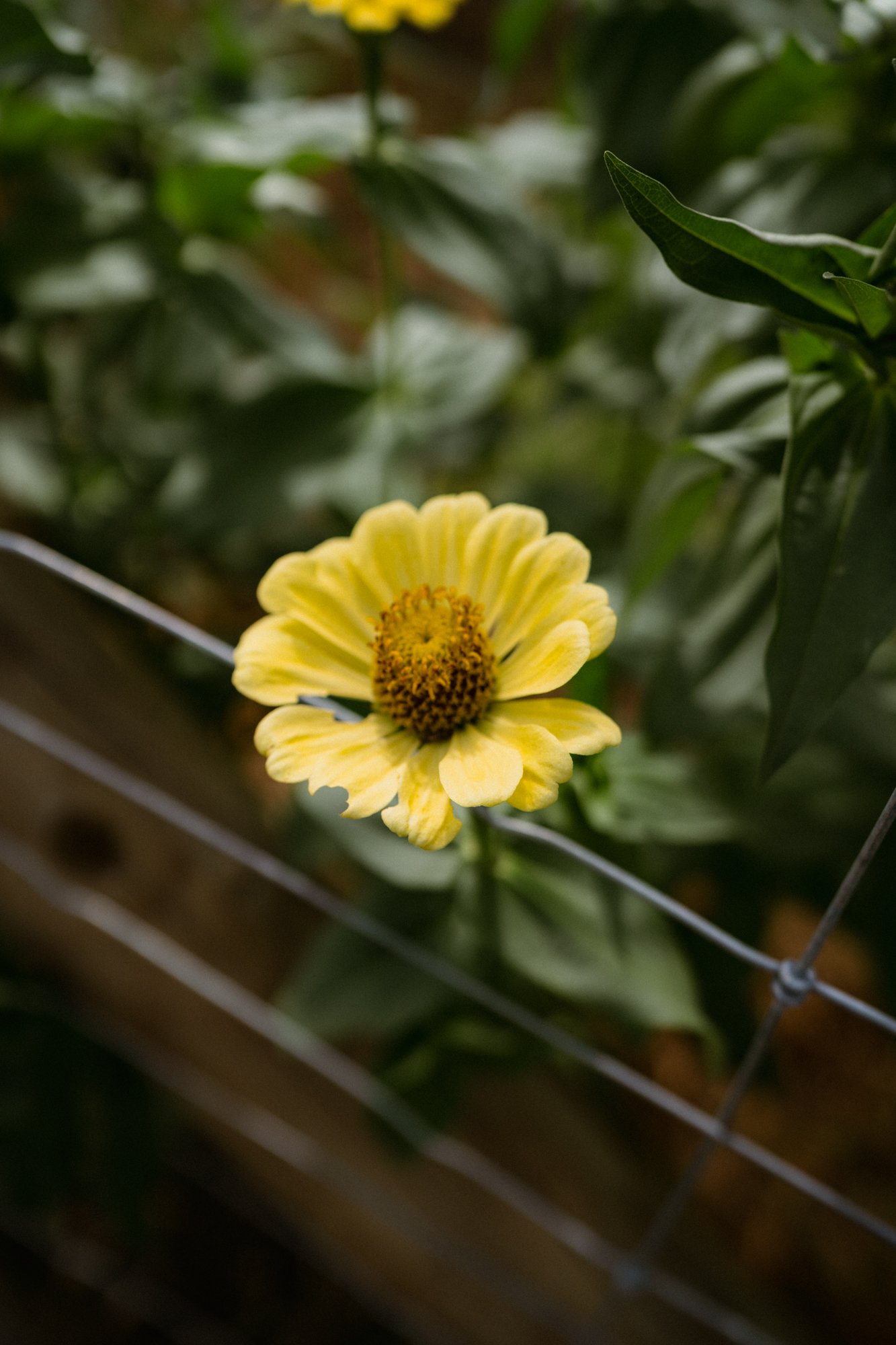 0008_Colcheedas_Photography_March 15, 2025__A733645.jpg