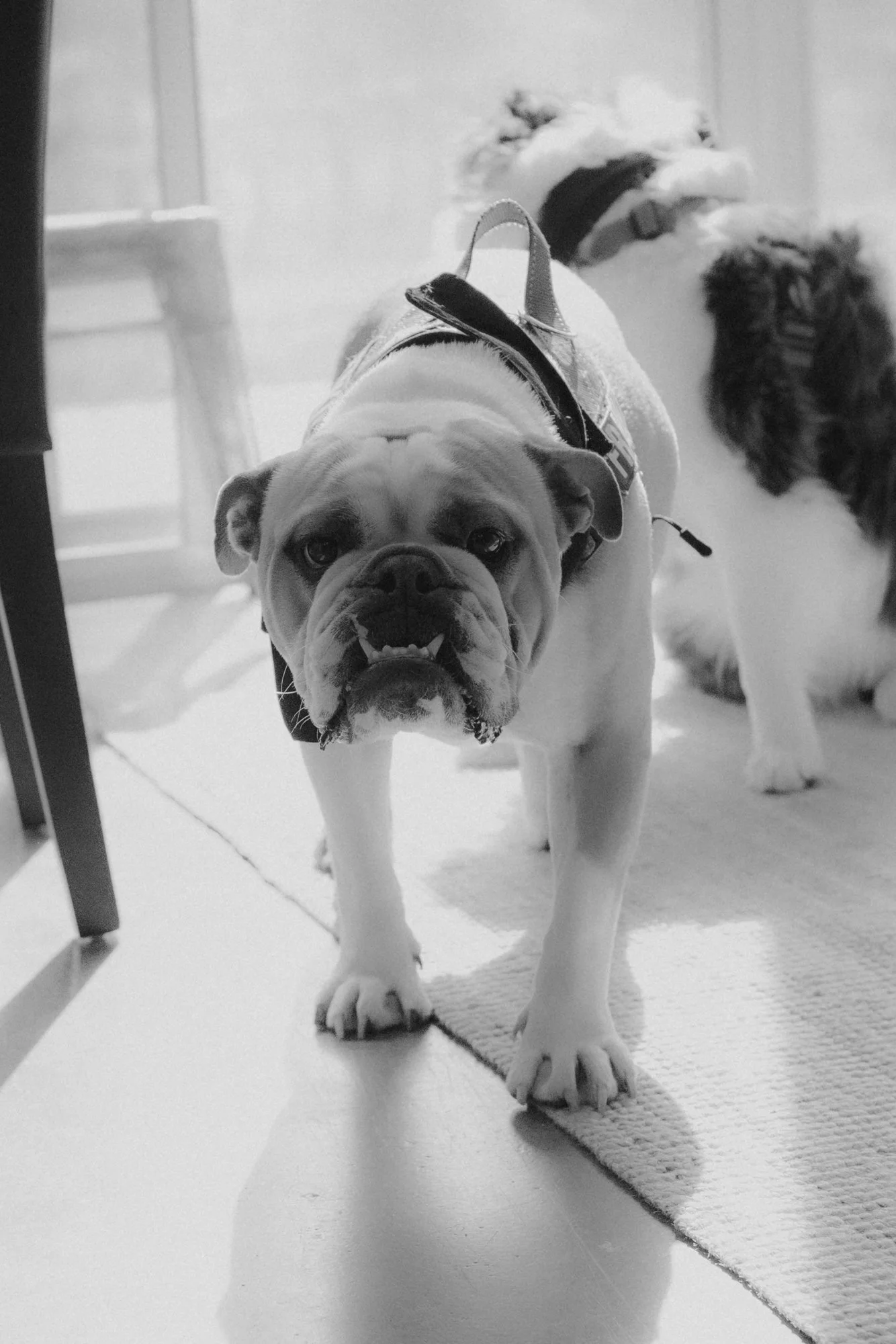 0015_Colcheedas_Photography_September 25, 2025__A7R8100.jpg