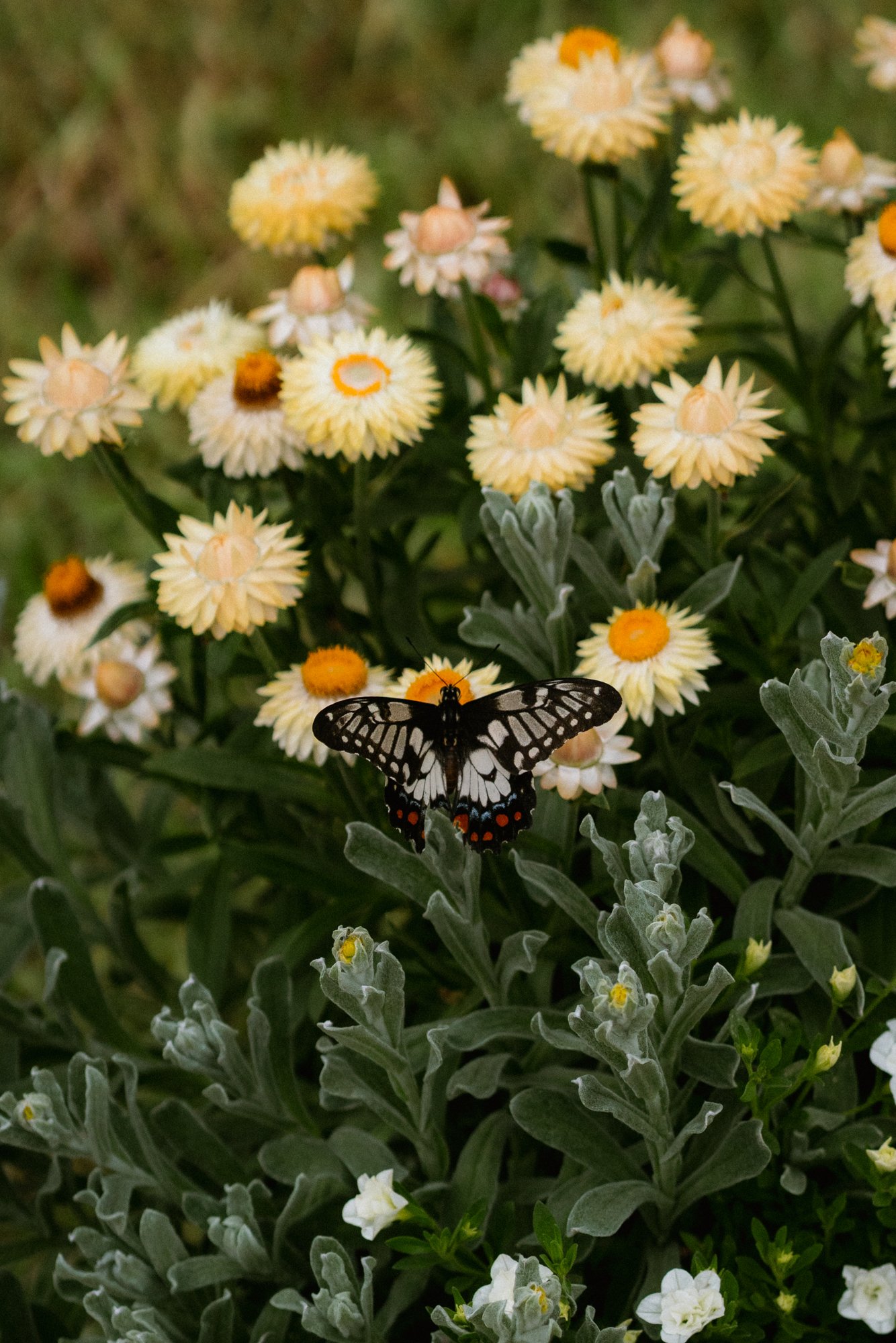 0004_Colcheedas_Photography_March 15, 2025__A7R6865.jpg