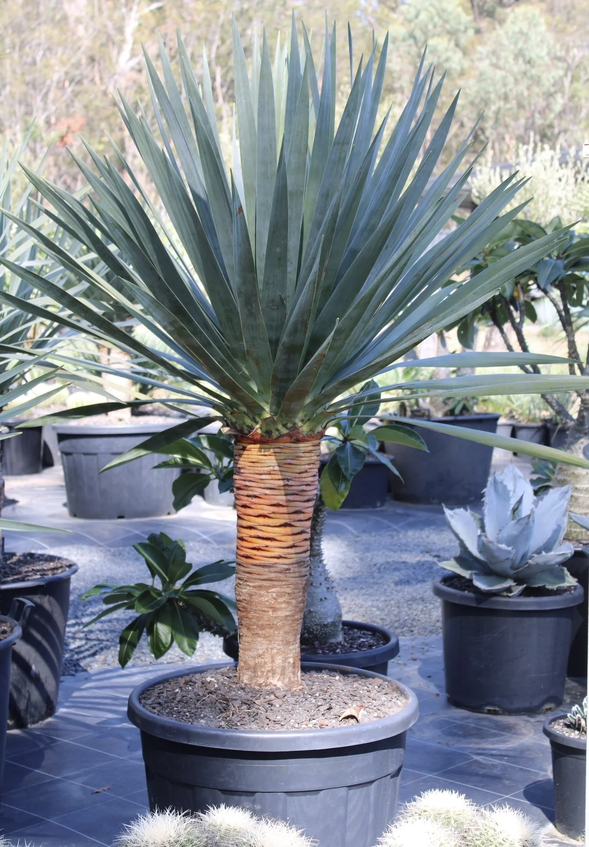Dracaena Draco 110L Approx 1.2-1.5m H