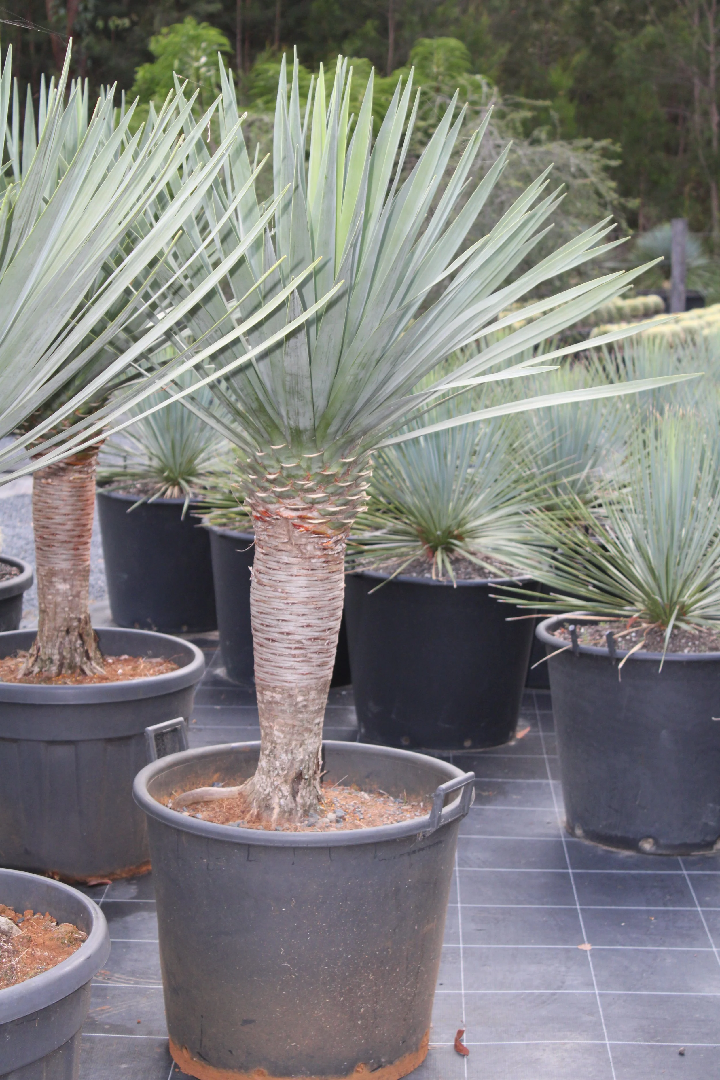 Dracaena Draco 110L Approx 1.2-1.5m H