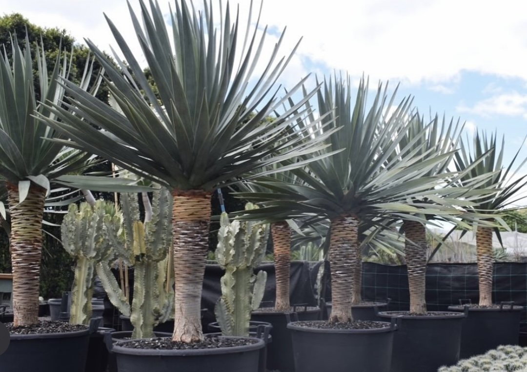 Dracaena Draco 110L Approx 1.7m +