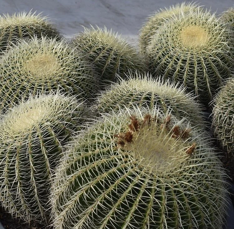 Beautiful Gardens Exotic Nursery and Design