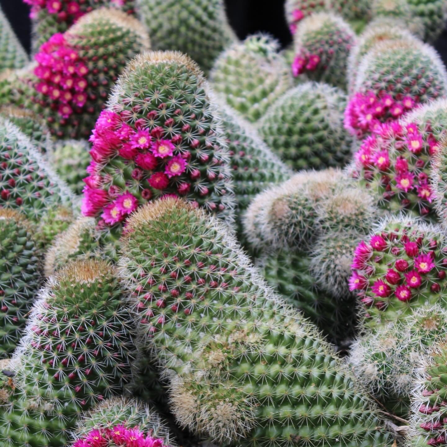 PRE-SPRINGS SALE !
SATURDAY 31ST August 10-2PM
Or by appointment this week. 
Discounts on all quality stock 🔥
Can&rsquo;t make it? Sale INCLUDES shipping orders
0423951994

#aridexotics #gardendesign #landscapedesign #cactus #agave #dragontrees #alo