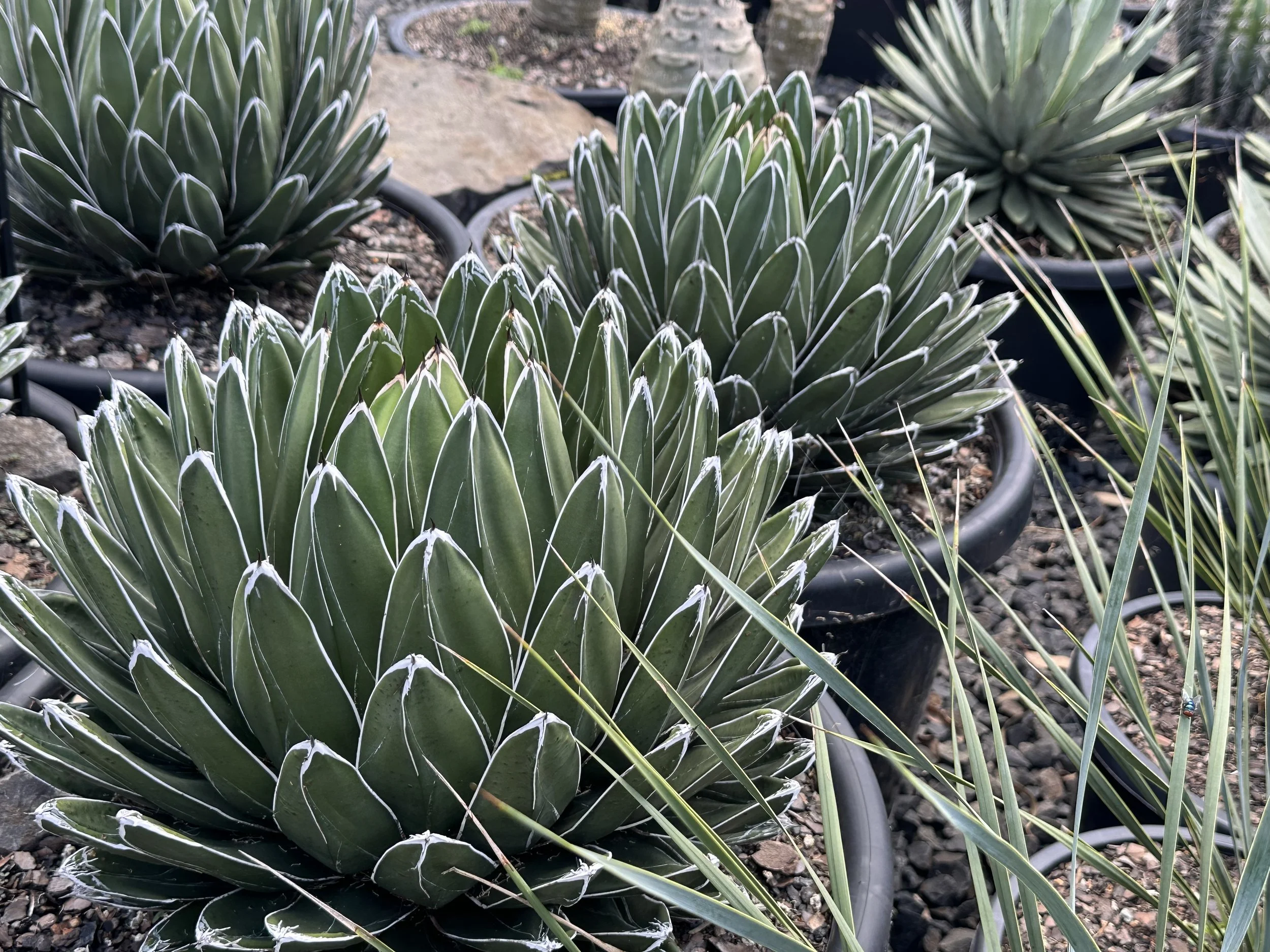 Agave Victoria Reginae 400mm + 500mm — Beautiful Gardens Exotic