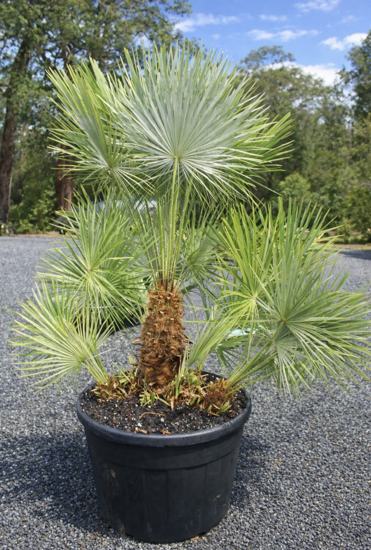 Chamaerops Humilis "European Fan Palm" 230L