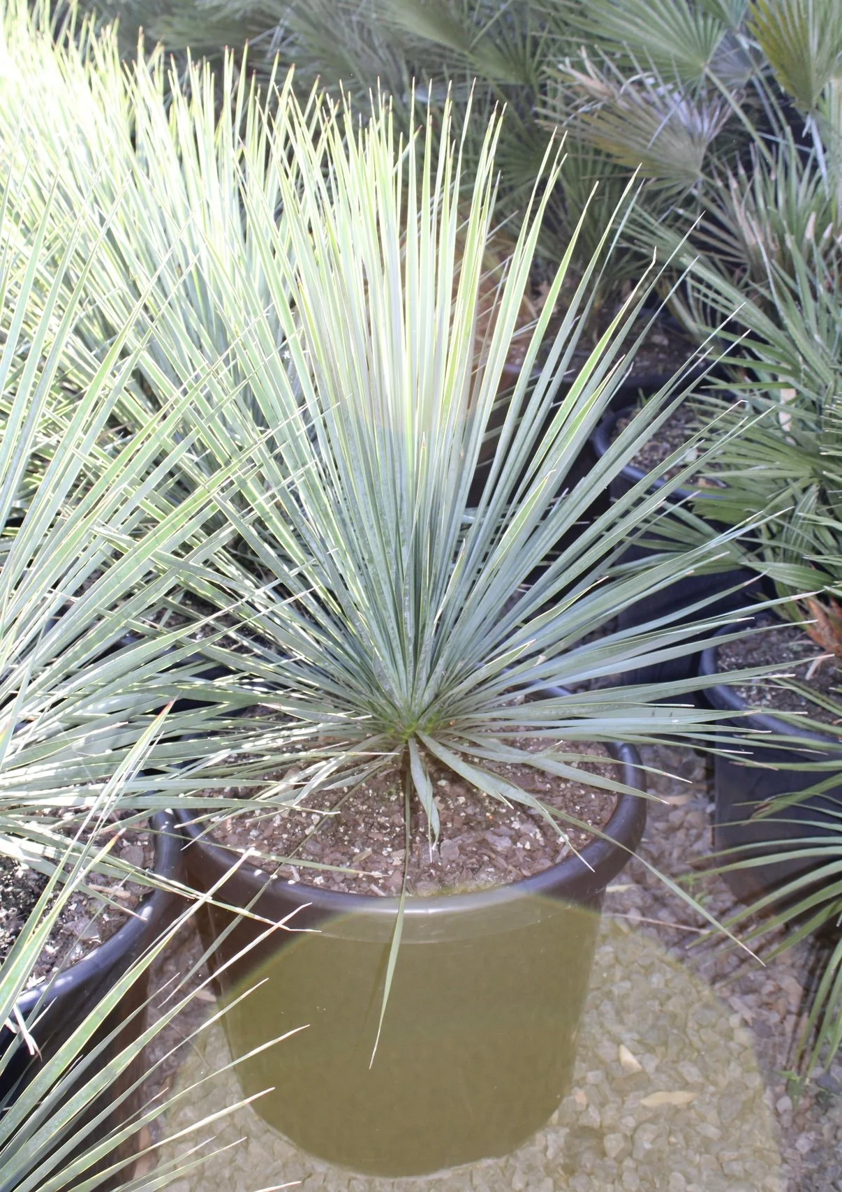 Yucca Rostrata 500mm