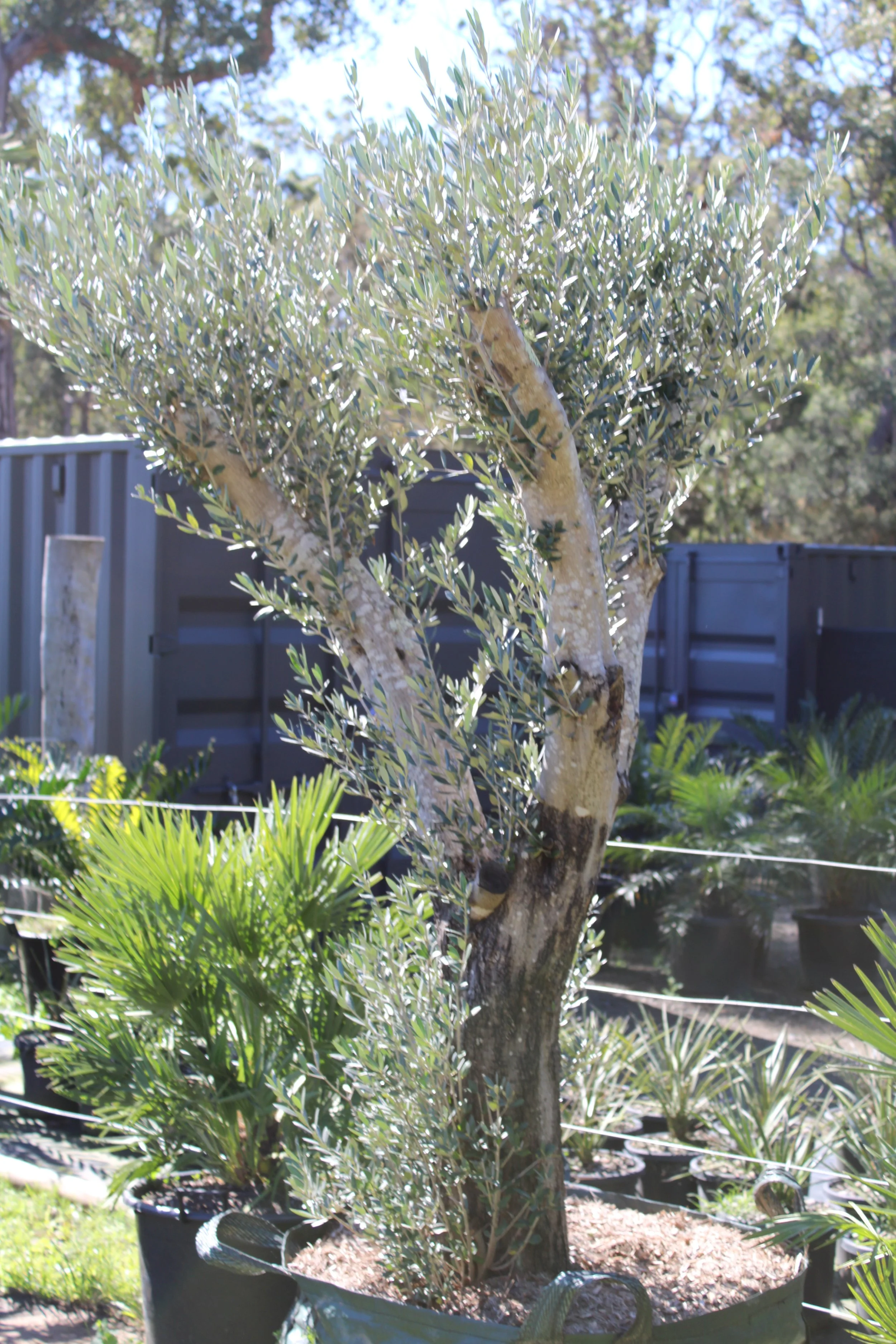 FEATURE PLANTS — Beautiful Gardens Exotic Nursery and Design