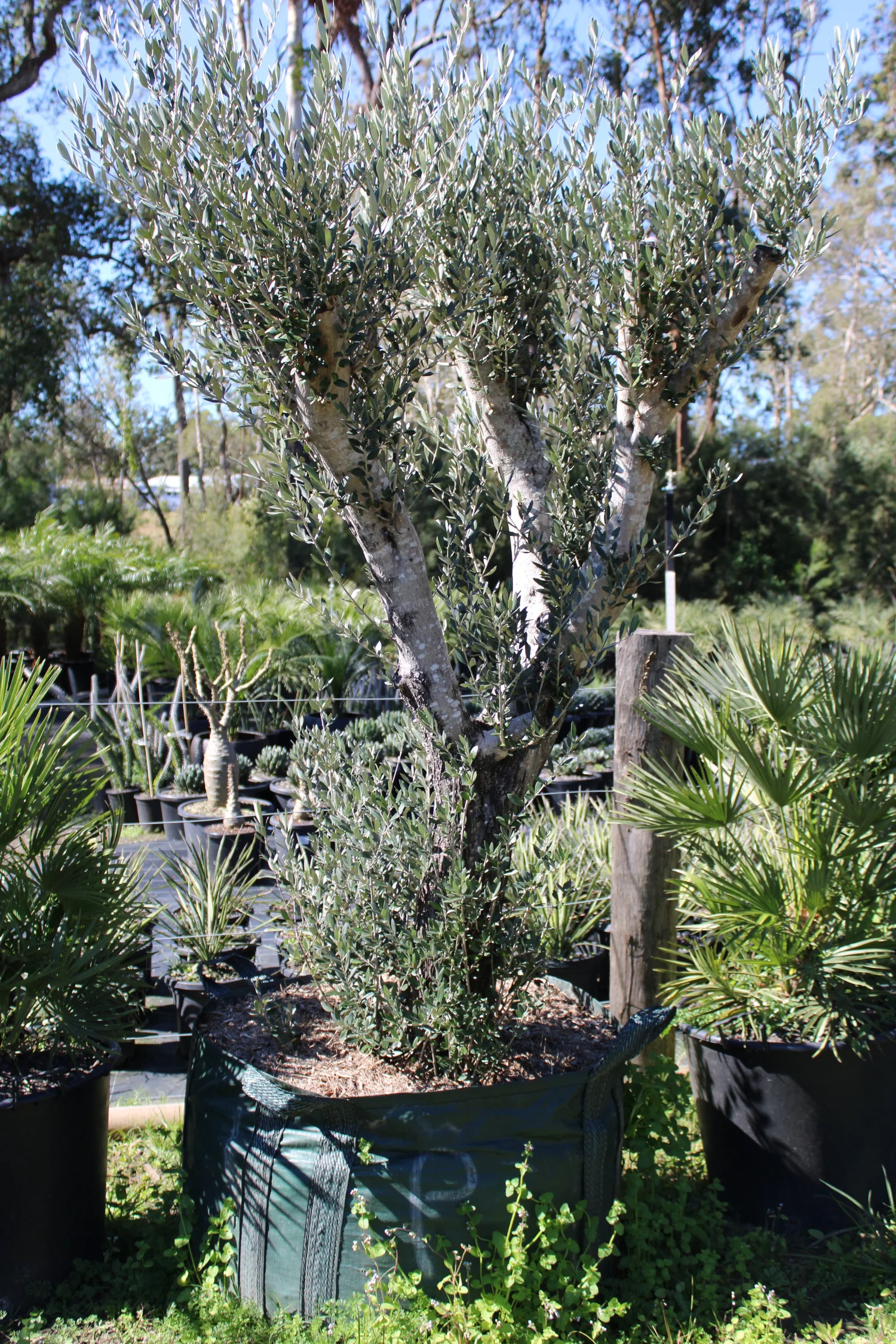 FEATURE PLANTS — Beautiful Gardens Exotic Nursery and Design