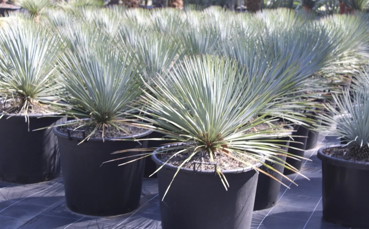 Yucca Rostrata 90L